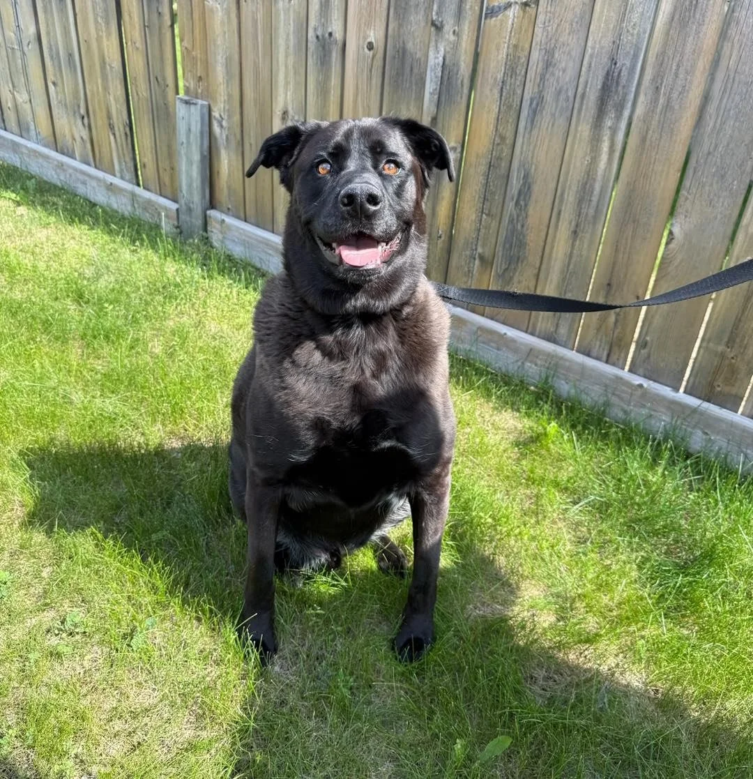 Adoptable Odin 🐾

Some dogs have a way of making a house feel like home, and Odin is one of them. ❤️

About Odin: 
🎾 Loves toys, Kongs, and a good game of fetch
🦴 Highly food motivated and eager to learn
🚶 Enjoys going for walks and exploring the
