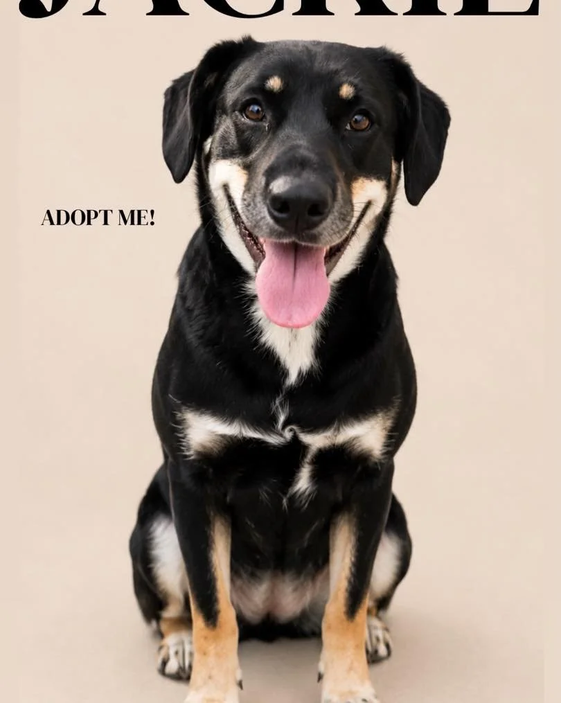 Adoptable Jackie 🩷 🐾

This happy girl is full of personality and always ready for her next adventure. She absolutely loves her toys, is very food motivated (which makes training a breeze!), and enjoys getting out for walks. She&rsquo;s also been jo