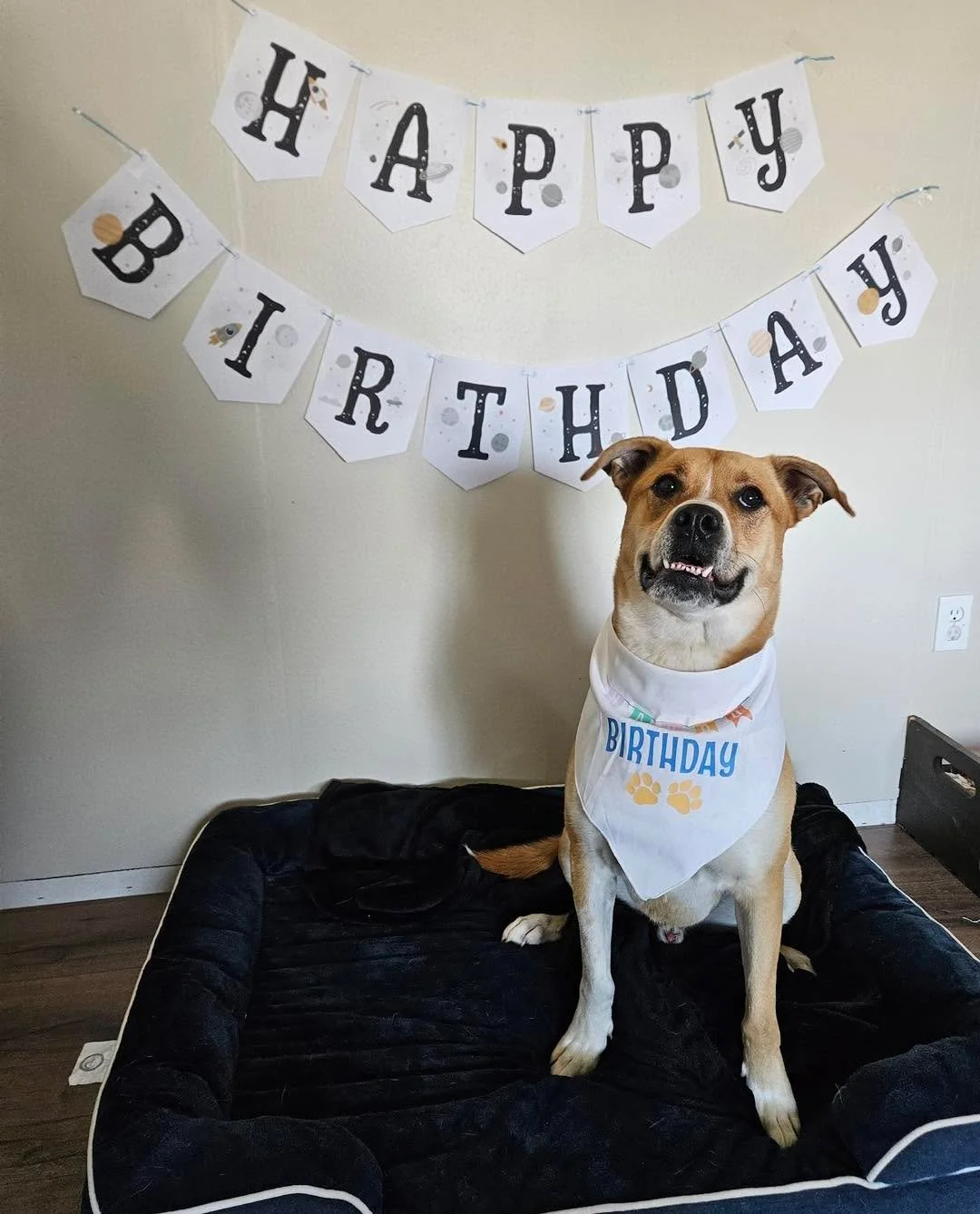 Today is a VERY special day for one of our long-term residents&hellip; Mr. Bicks turns 3! 🥳🎂❤️

Bicks was born 1,096 days ago in our care, and he has now spent 508 of those days waiting for his forever family. 🥺

While he patiently waits for the f