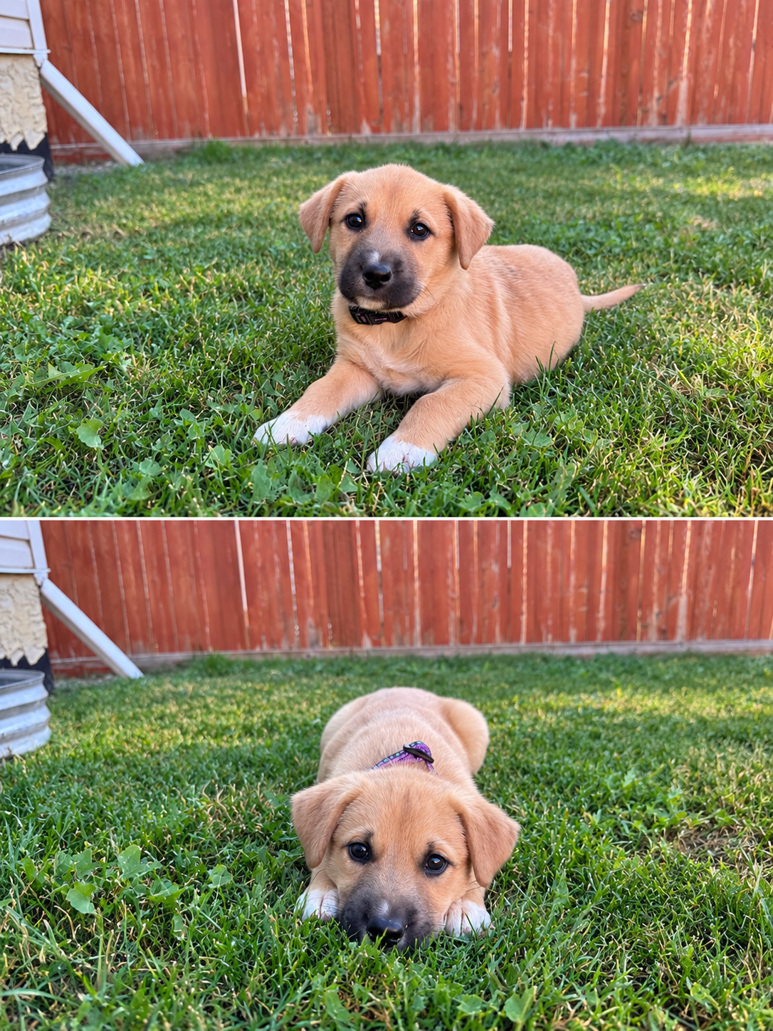 Hazel 2.png