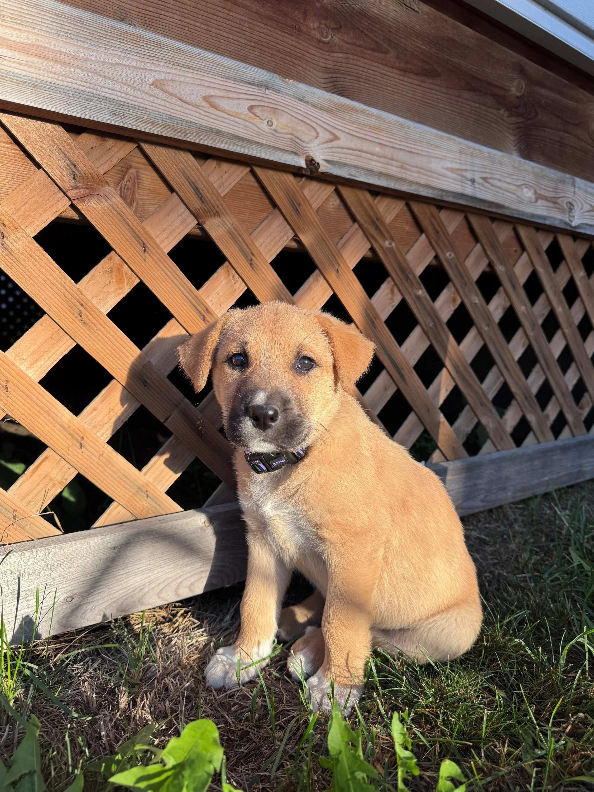 Hazel 3.jpg