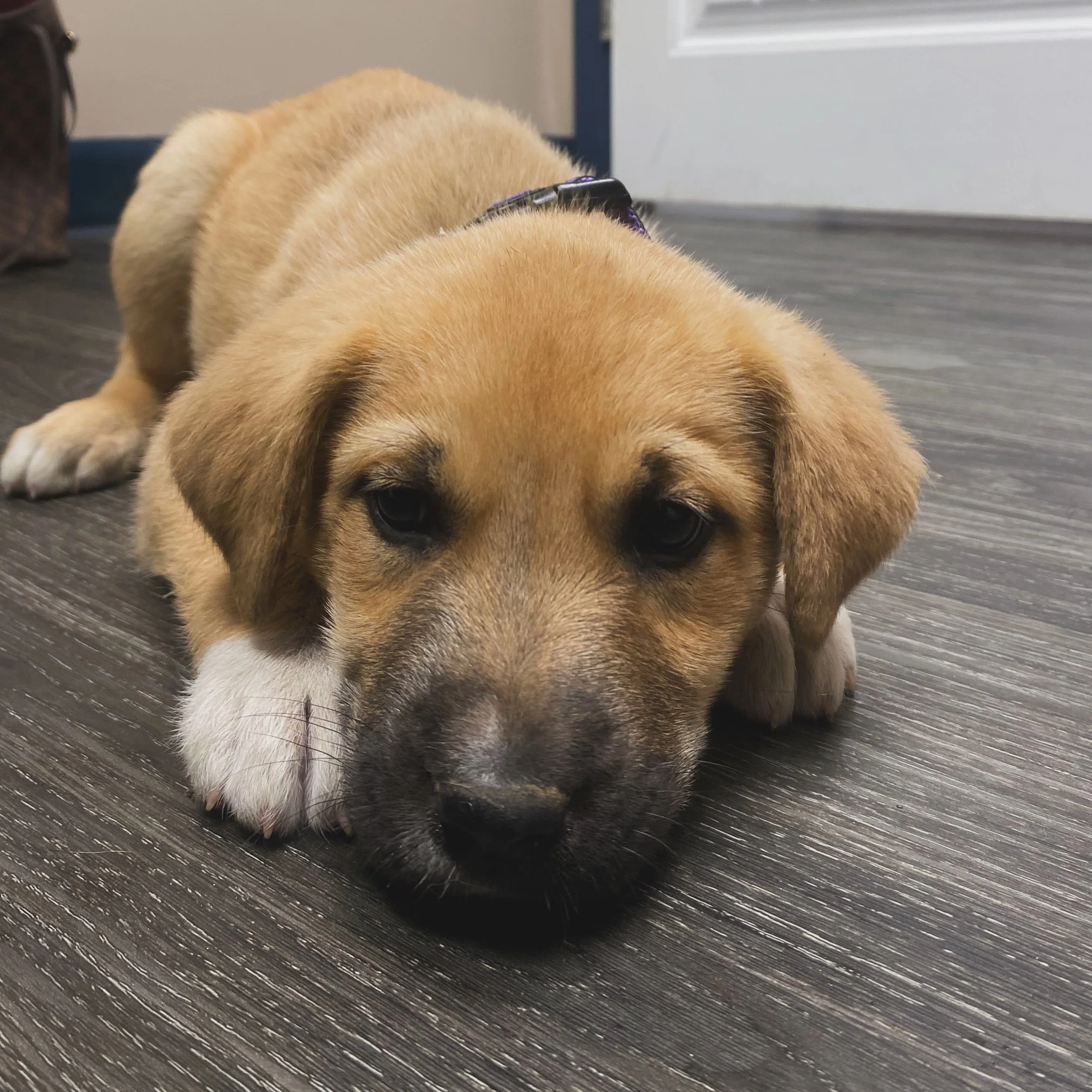 Meet the sweetest little crew looking for their forever homes. 🐾🤎

Hazel, Chia, Latte &amp; Cider are officially 8 weeks old and ready for adoption! These adorable pups have been getting all the care they need before starting their next chapter, an