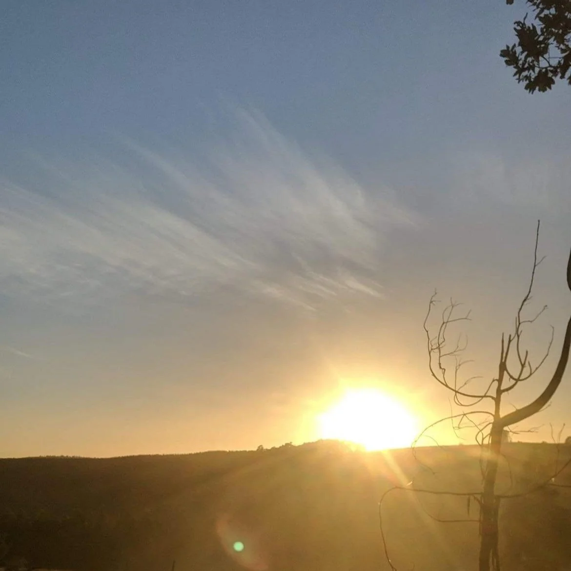 Sunset at the Orchard