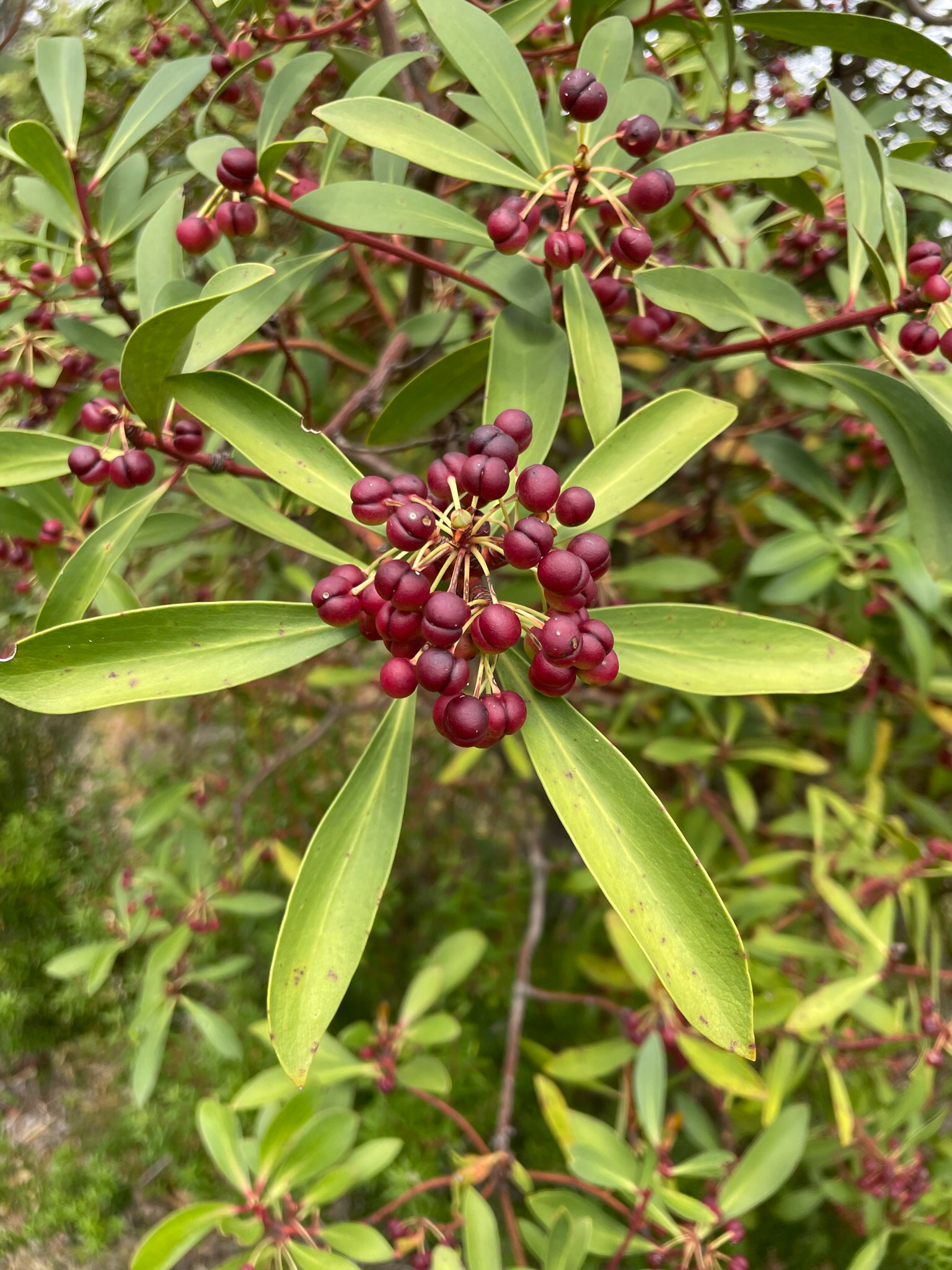 Ripening berries