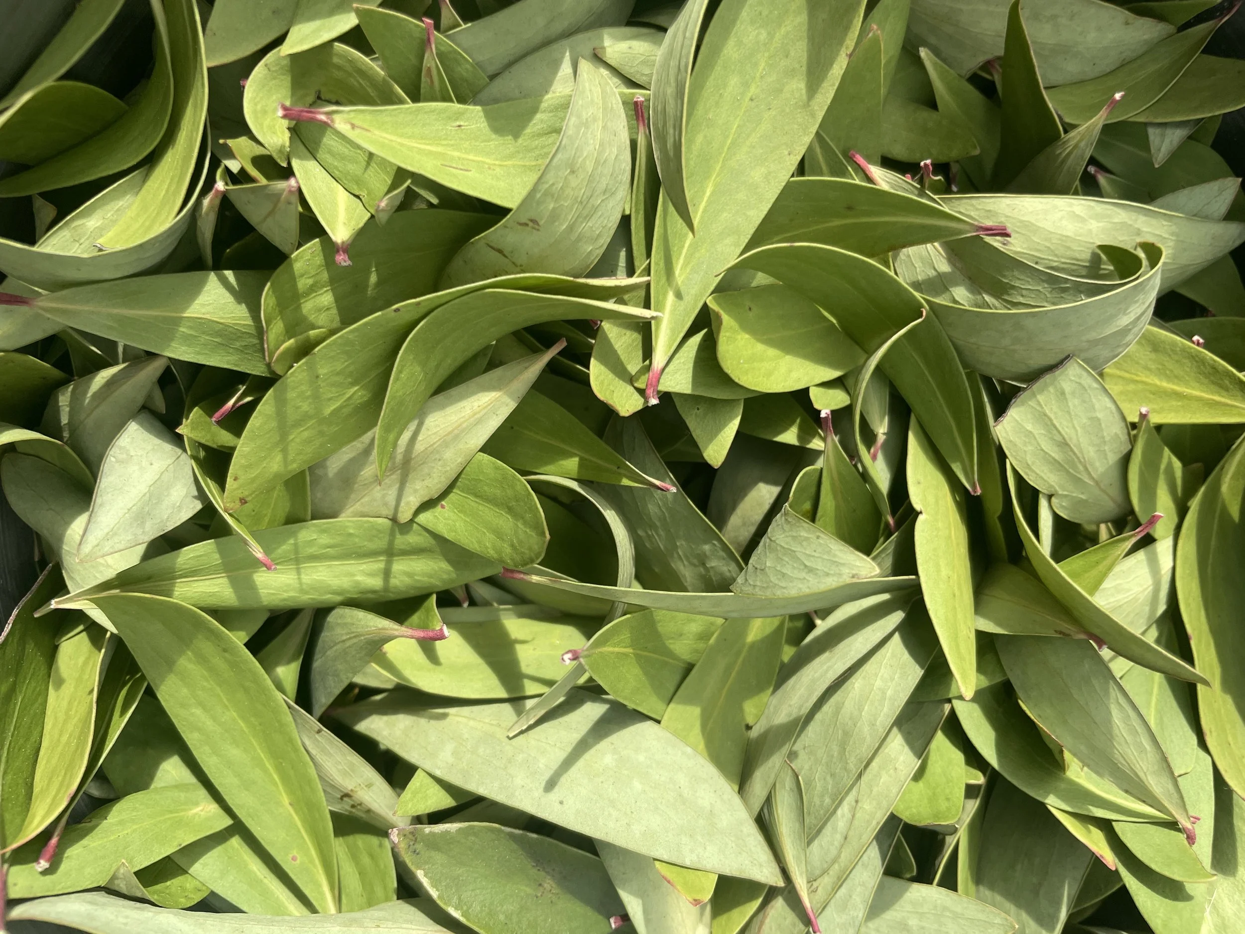 Tasmanian Pepper Leaf - 1kg