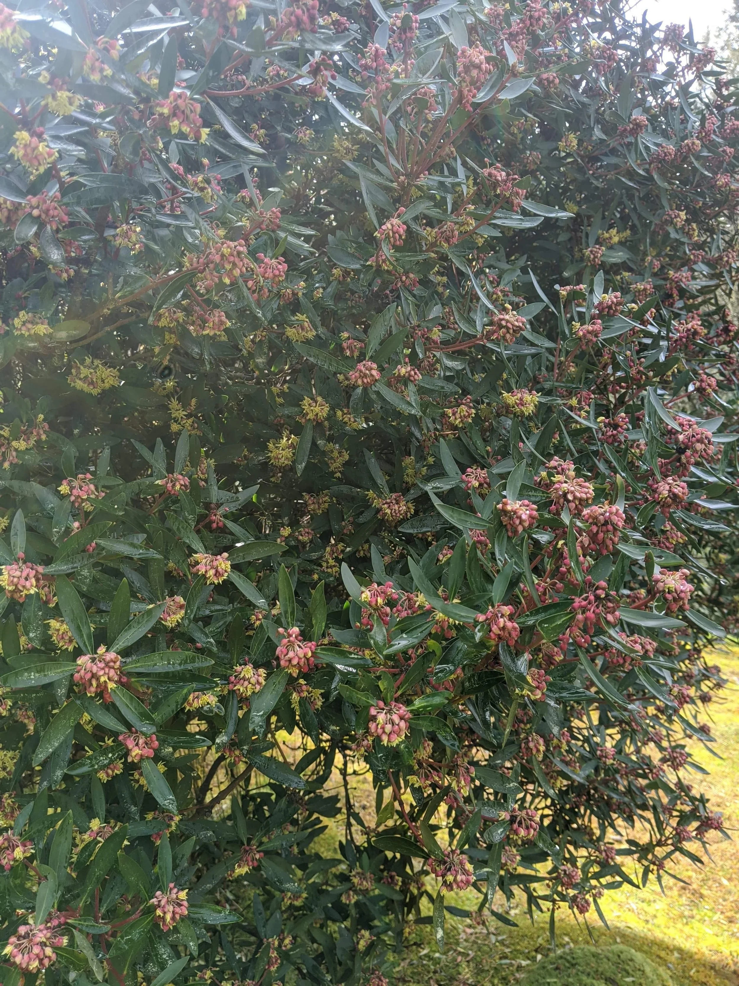 Male pepper tree flowering