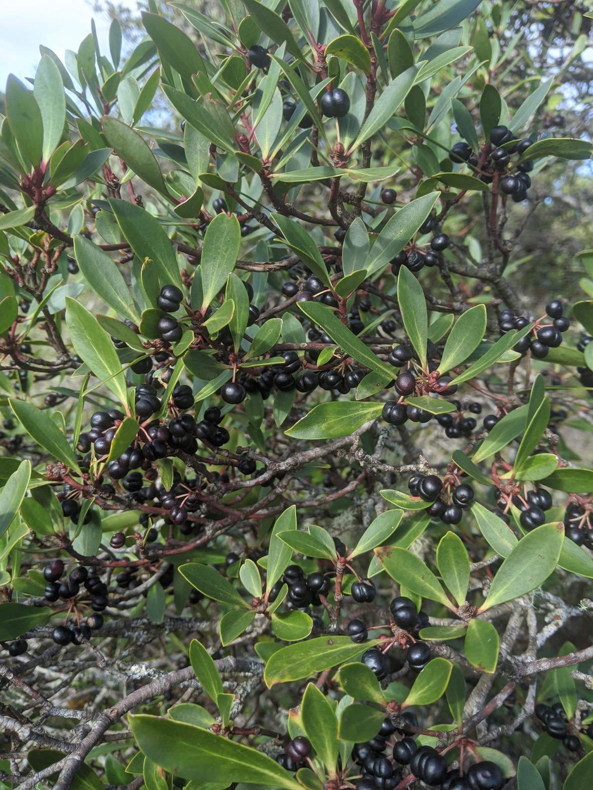 Some pepper berries ready to be picked