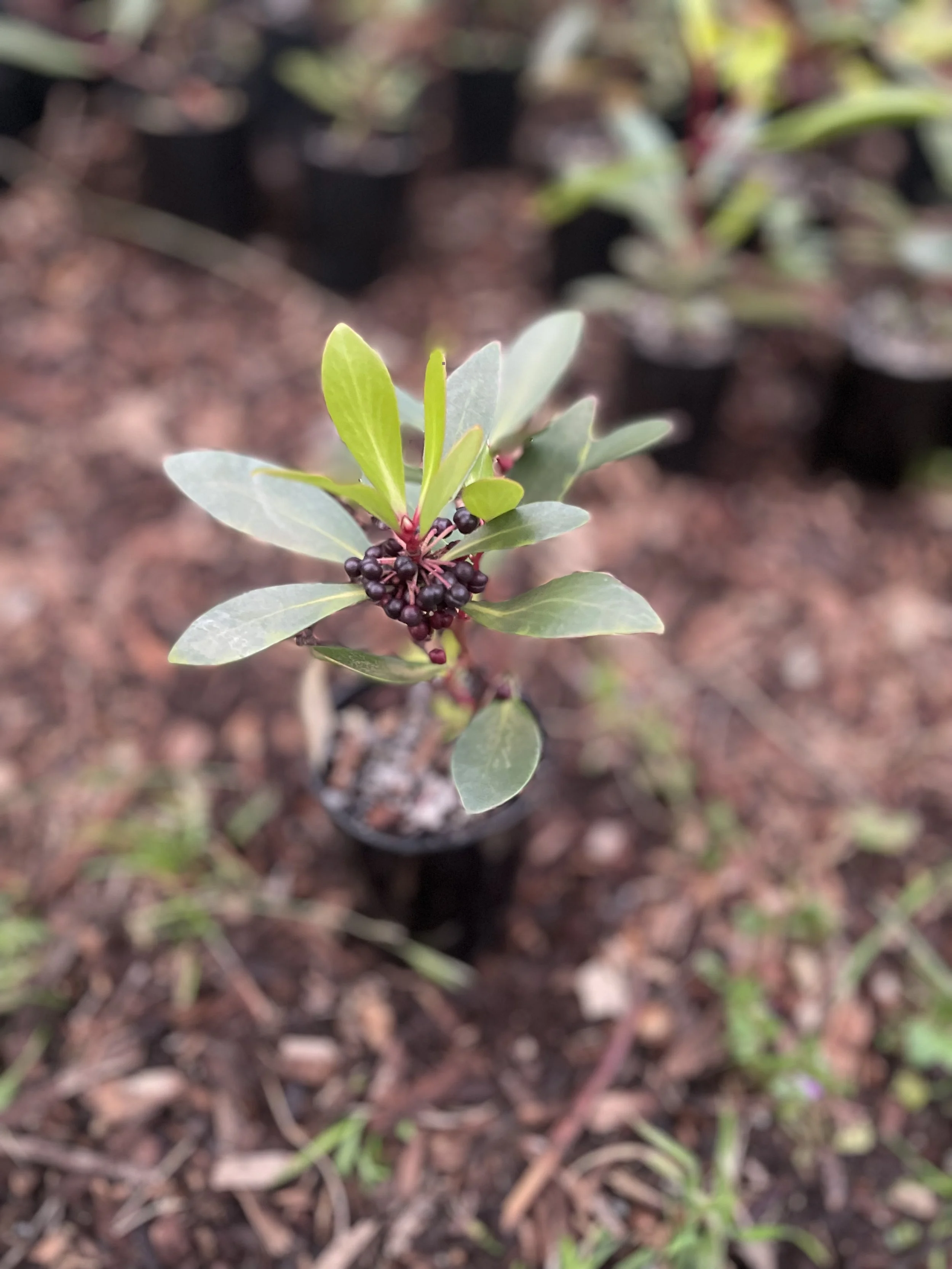 A small plant ready for planting