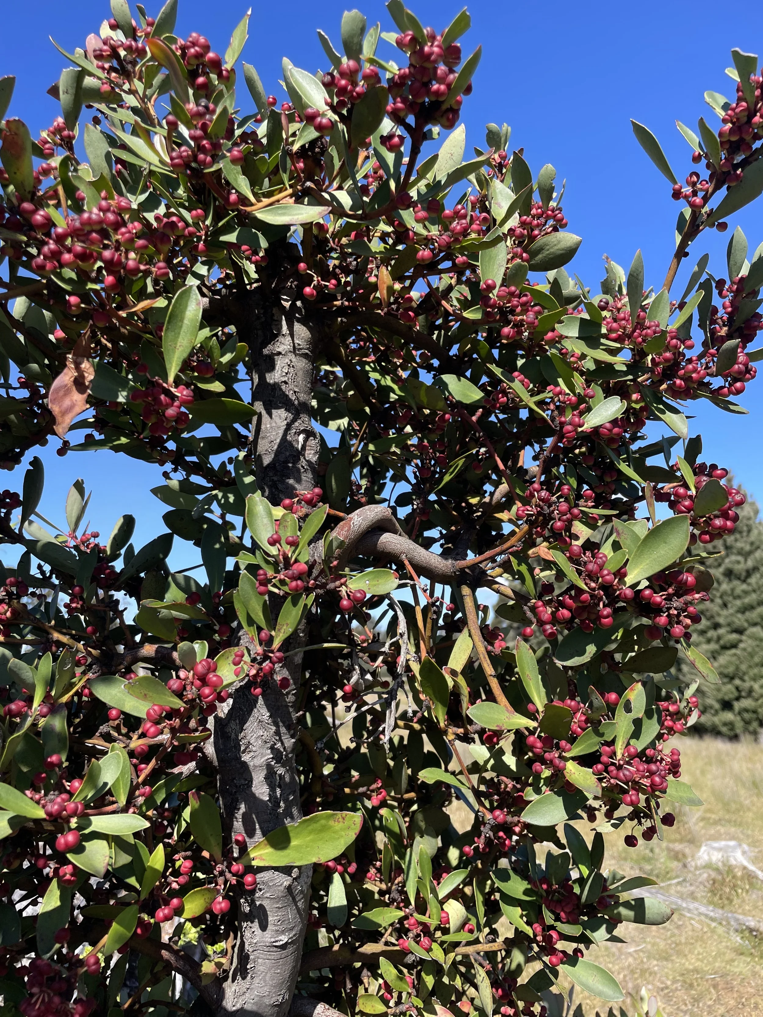 Some beautiful growth