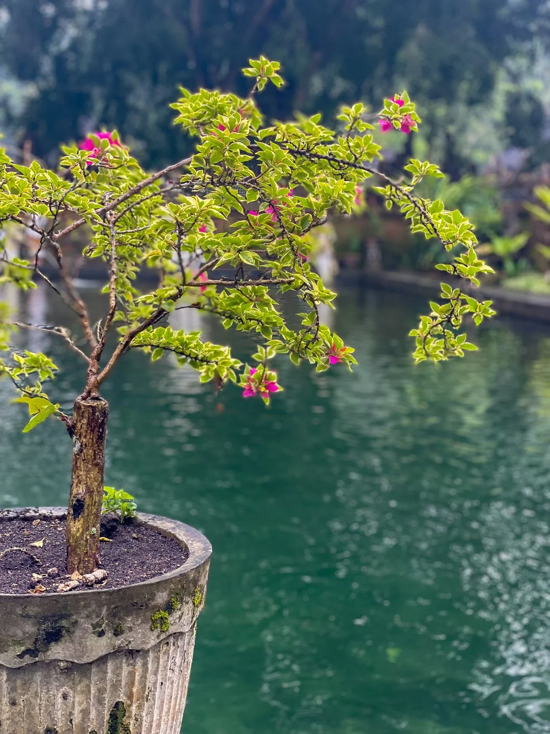 Tage 1 + 2 – Aufwachen in Ubud: Tempel, Kaffee und ein Hauch von Regen