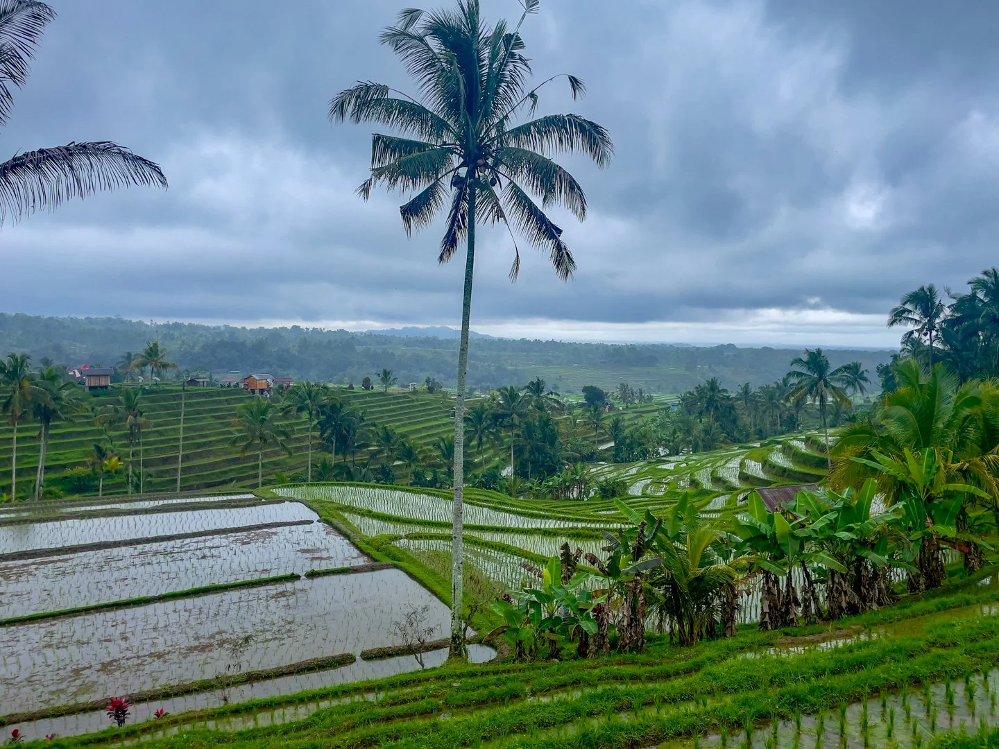 Day 4 – Rice Terraces, Temples, and a Culinary Low Point