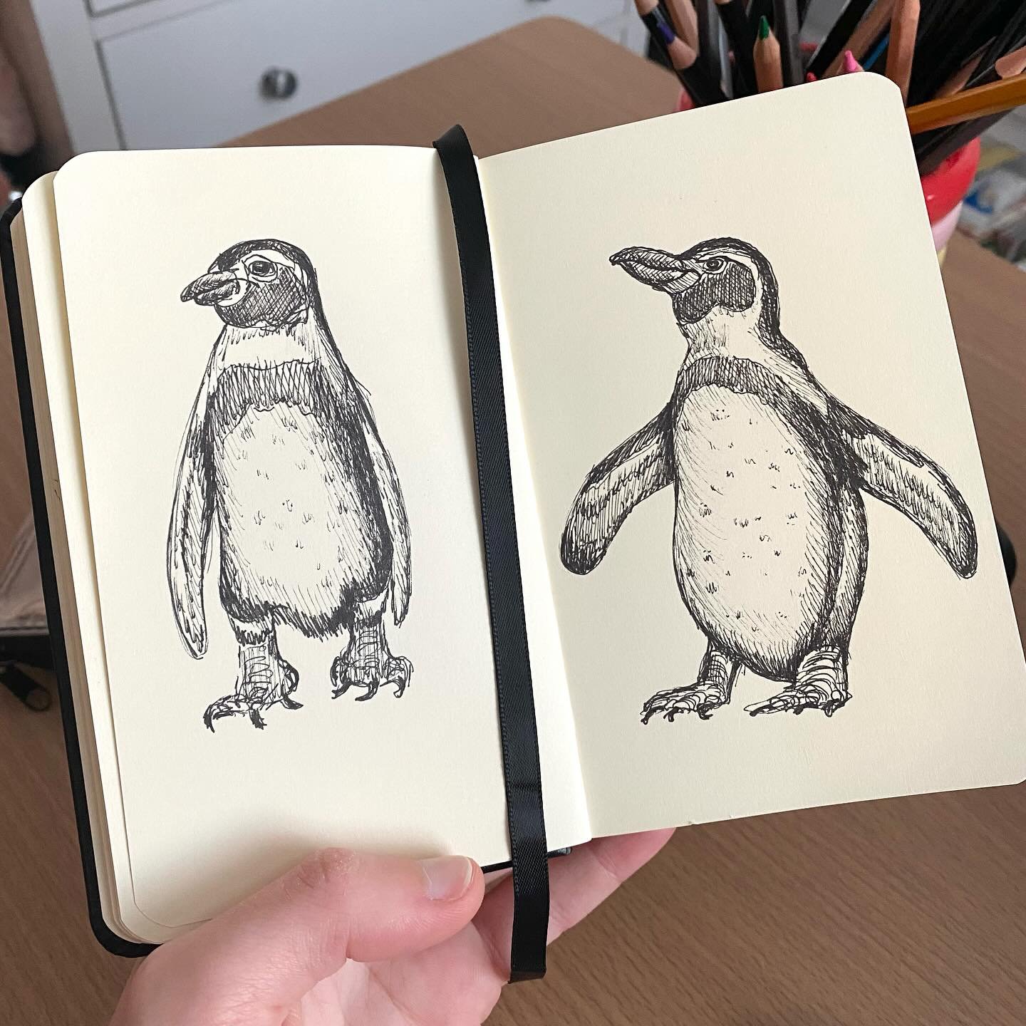 Penguin sketches from a while back 🐧✏️ 

#penguin #sketches #sketchbook