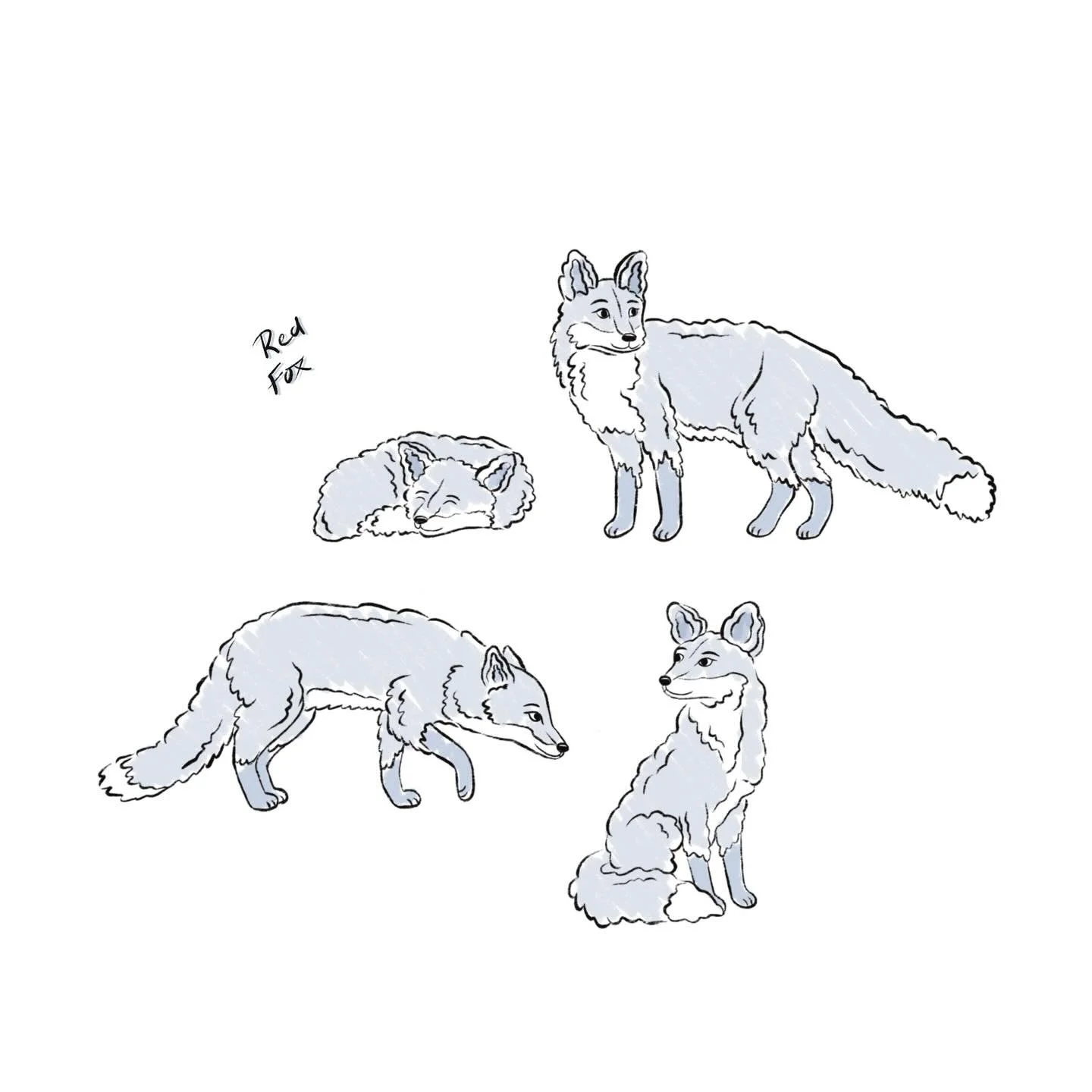 🦊 sketches 

#fox #sketch #animalillustration #animalart #animaldrawing