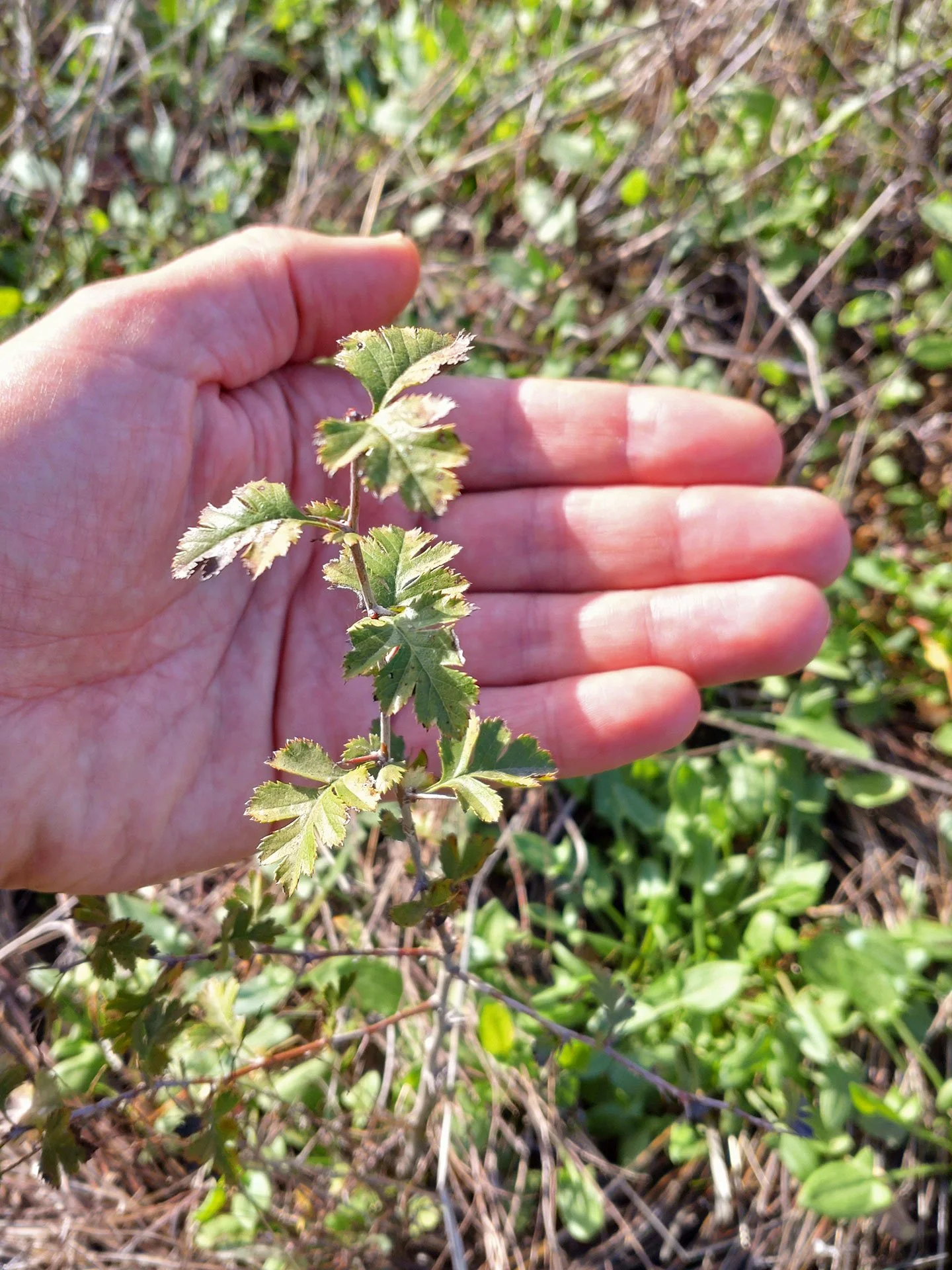 Hand behind young pilriteiro