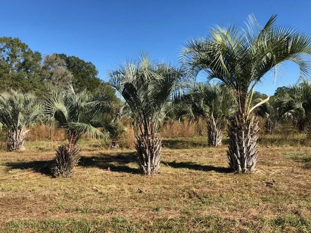 Pindo-Palms.jpg