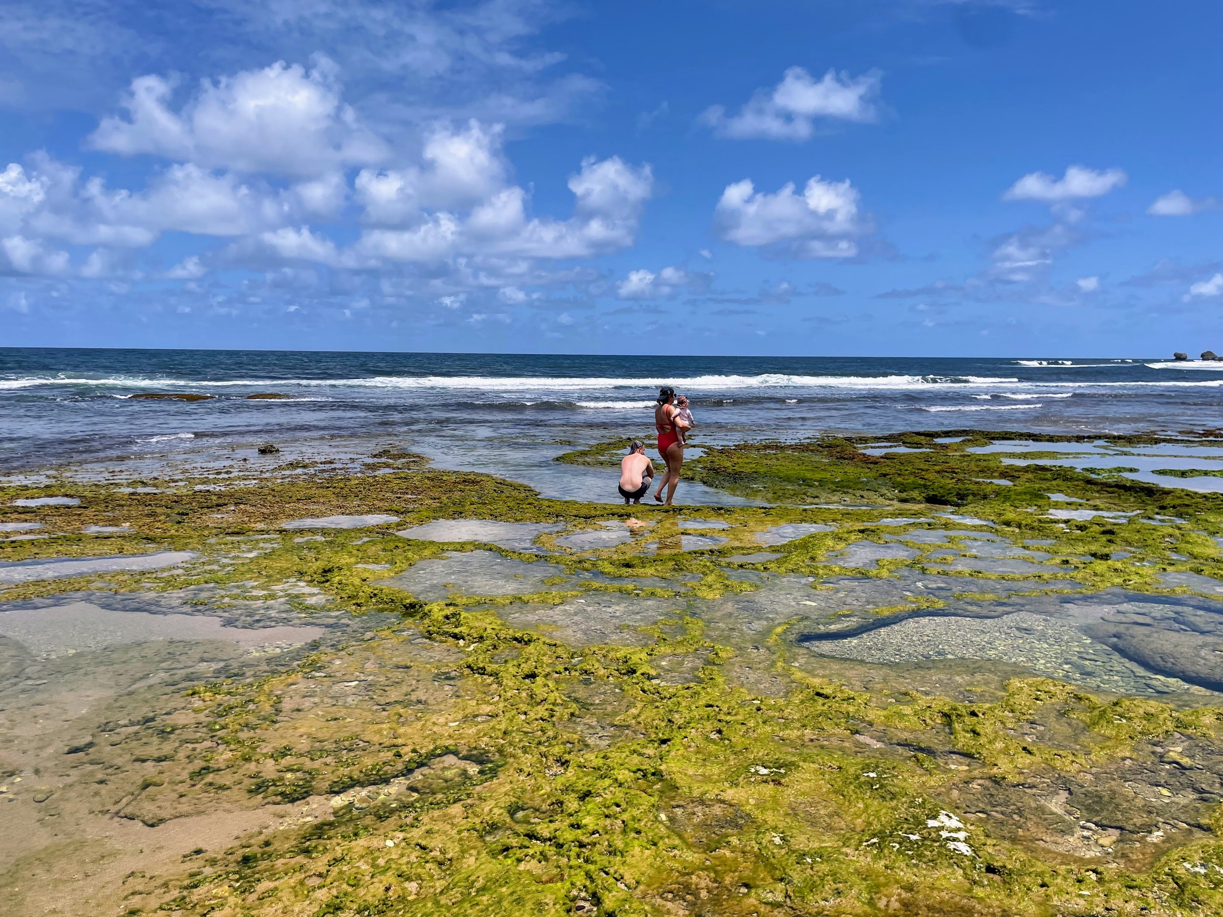 Family exploring the natural rock pools at Bathsheba Beach