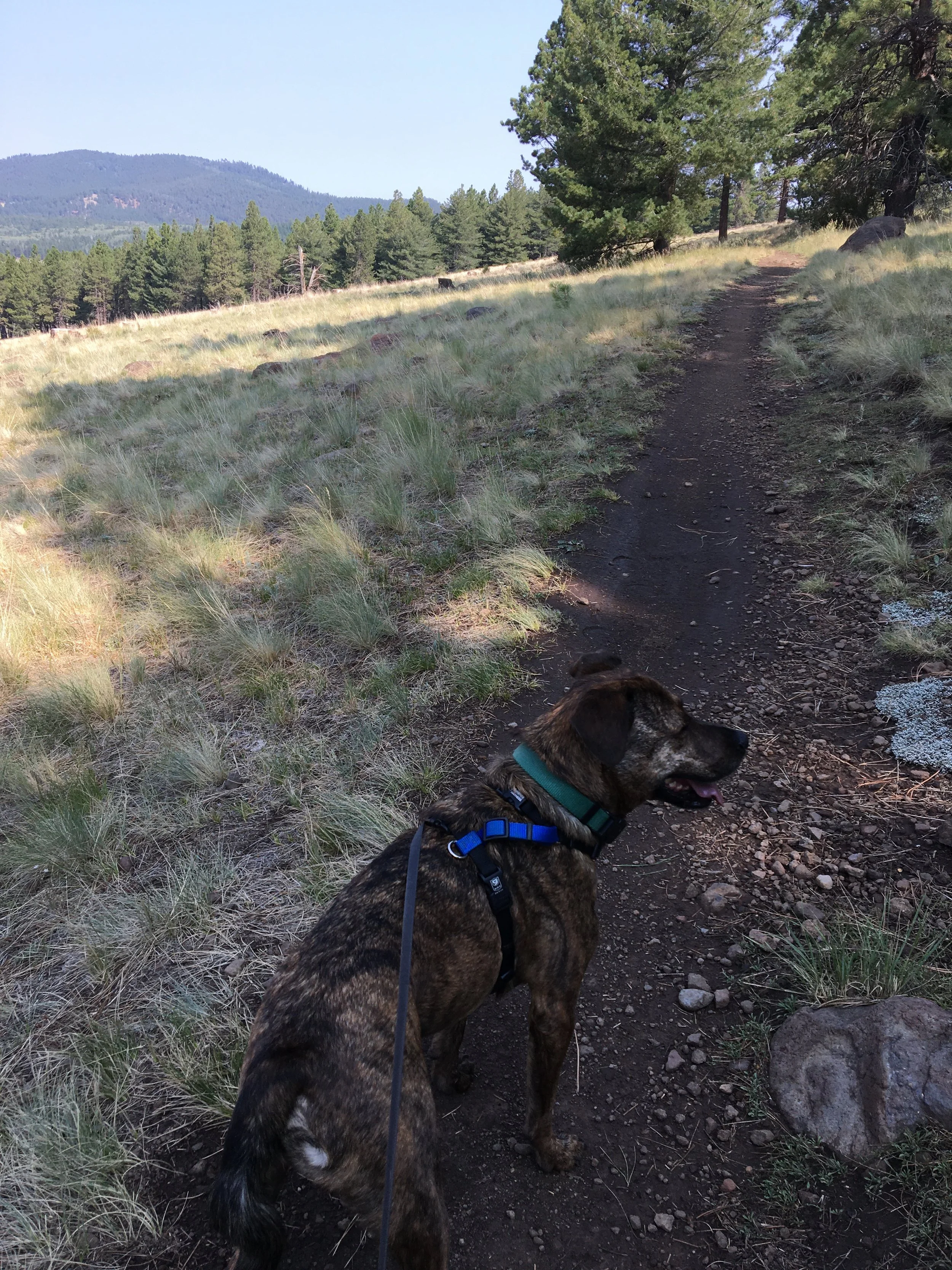 Caitlin's dog Maynard in the pine trees in Flagstaff, AZ