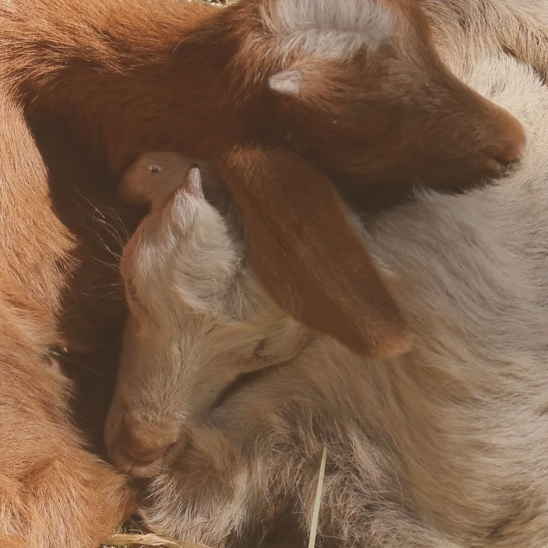 Interdependable Mutable Opposite Transformative

I strongly believe that feeling into your very own feminine and masculine energies is the first step to restore our dear Mother Earth.

We have unfortunately collectively fell out of balance for hundre