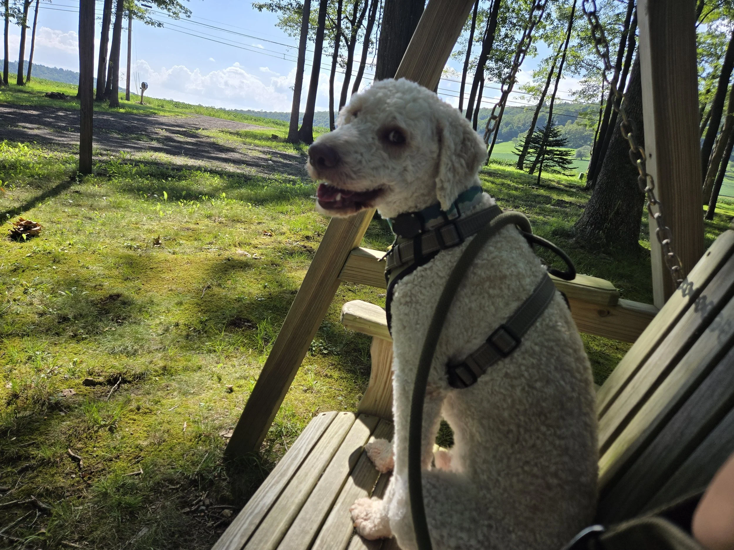 Wind Rose in Friendsville, Maryland