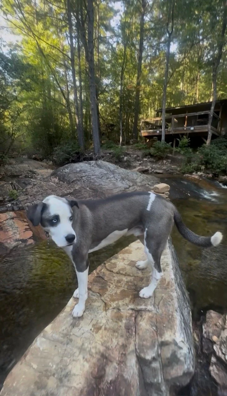 Dogs_Welcome_Pet_Friendly_Rentals_Bring_Fido