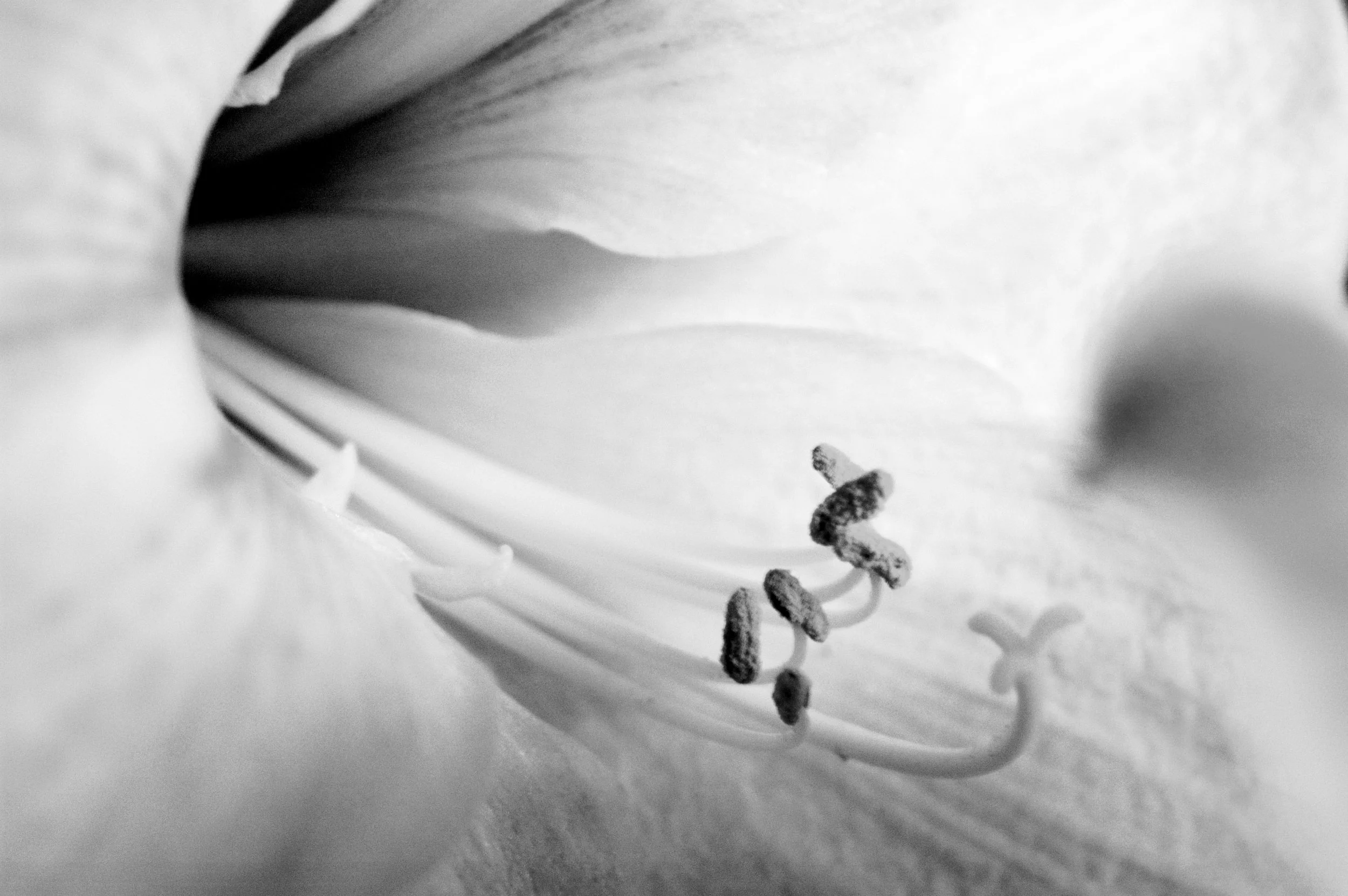 Close-up black-and-white photograph of the stamens and pistil inside a flower, with soft overlapping petals in the background.