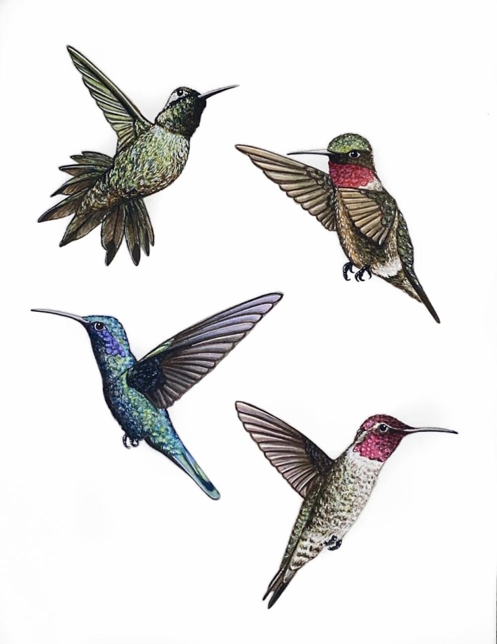 Four Hummingbirds
