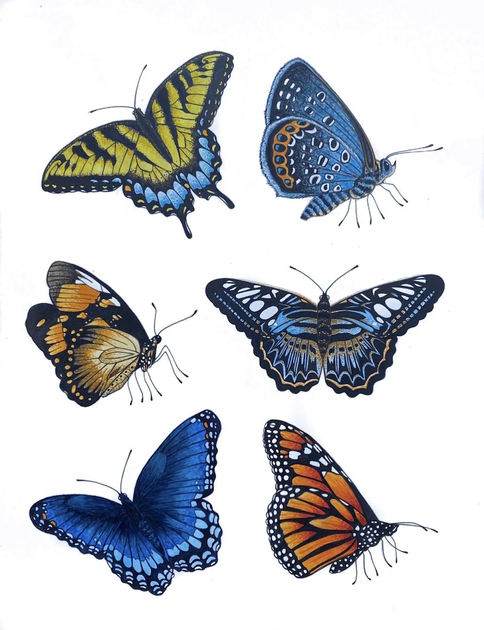 Six Butterflies