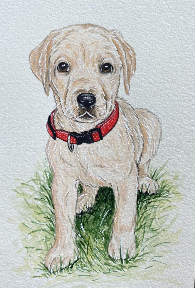 AlyseKeithWatercolorPet3.jpeg