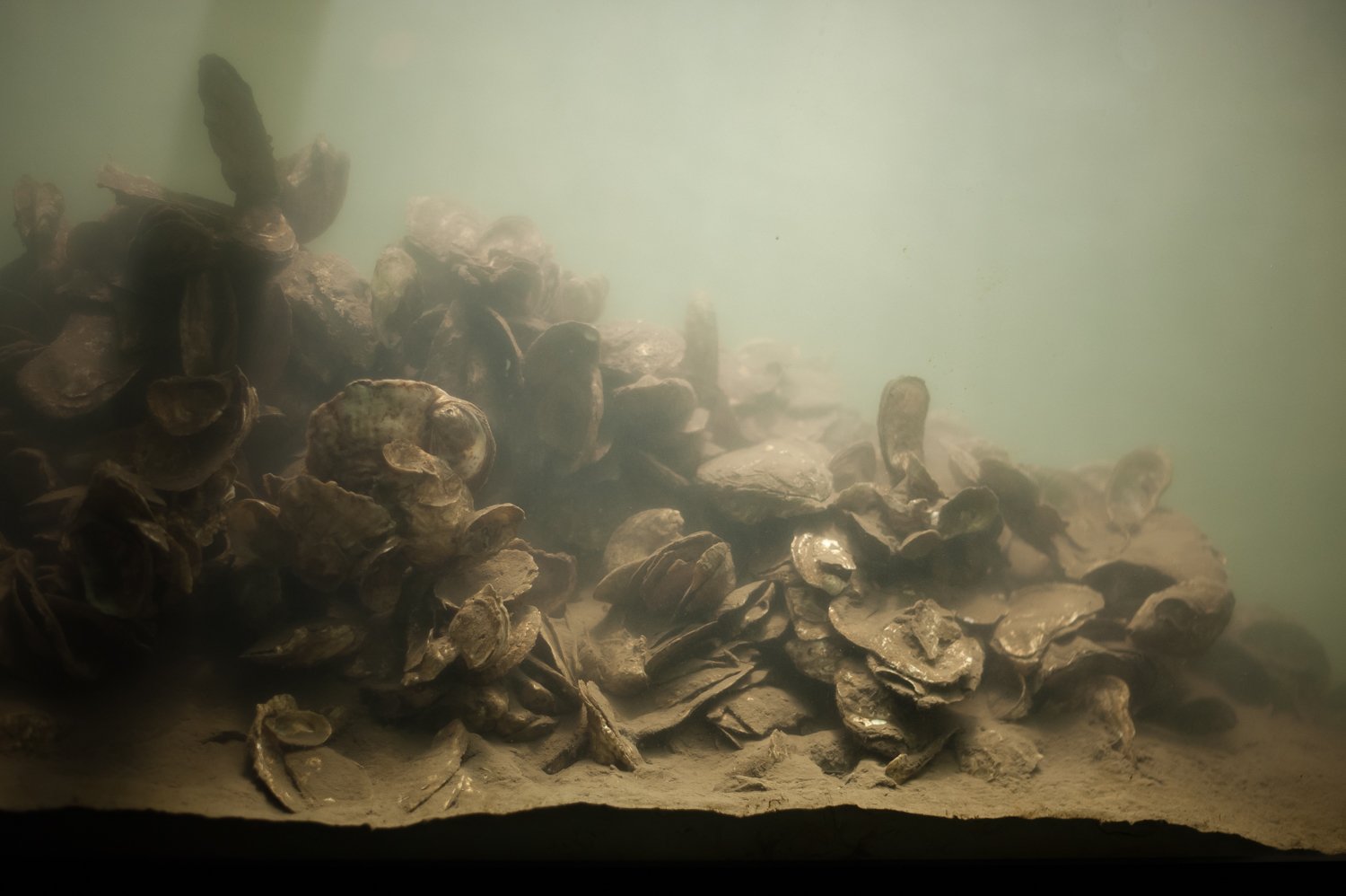 An oyster tank–these specimes make up the backbone of this lab's work.