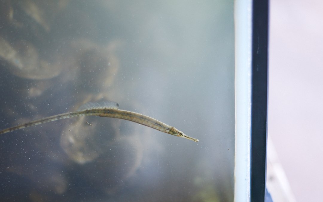 A pipefish gathered from the river.
