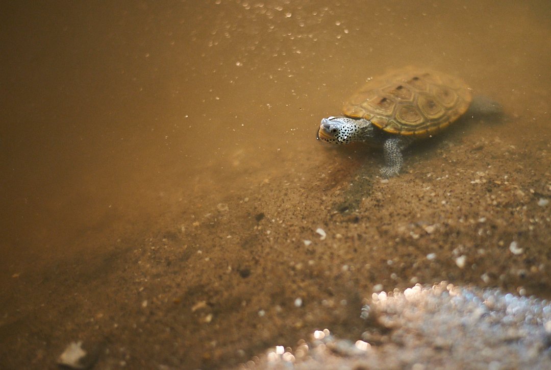 This year's partnership with The Turtle Conservancy meant that turtle specimens were onsite for further study and for educational opportunities.