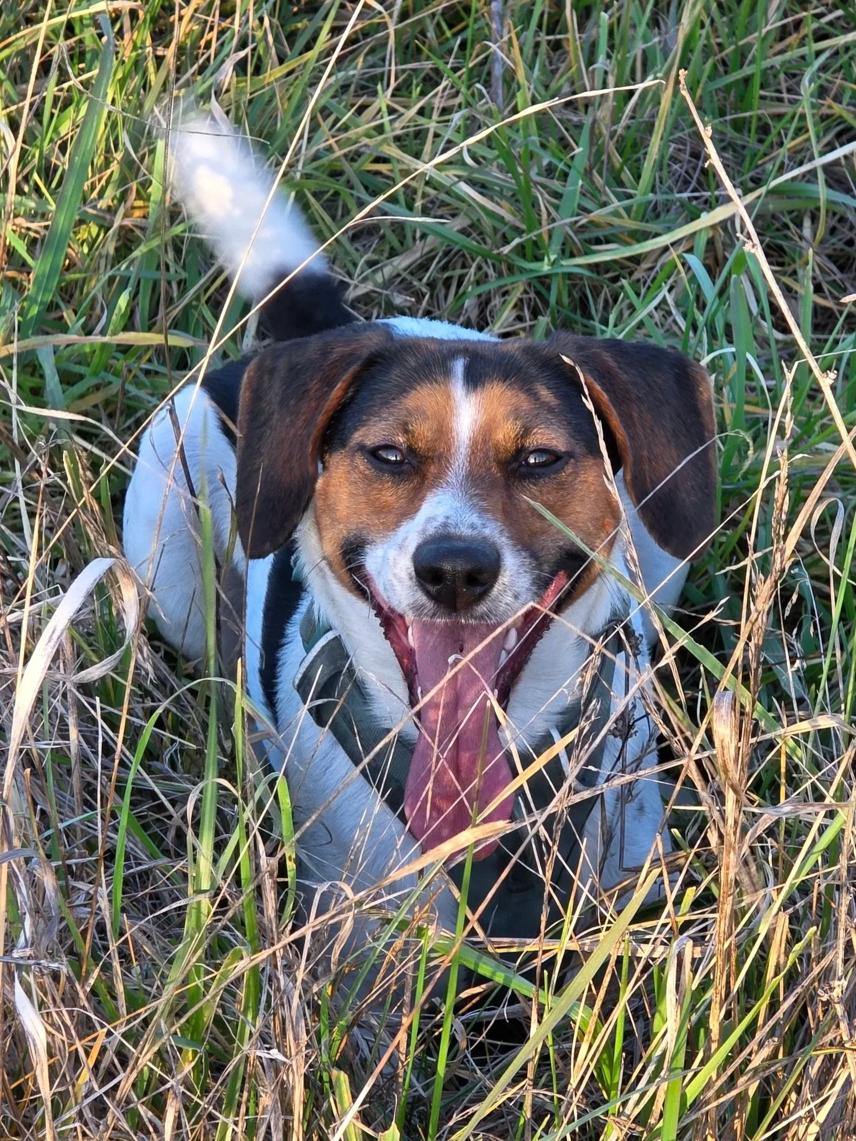 A jack russle terrier panting in the tall grass