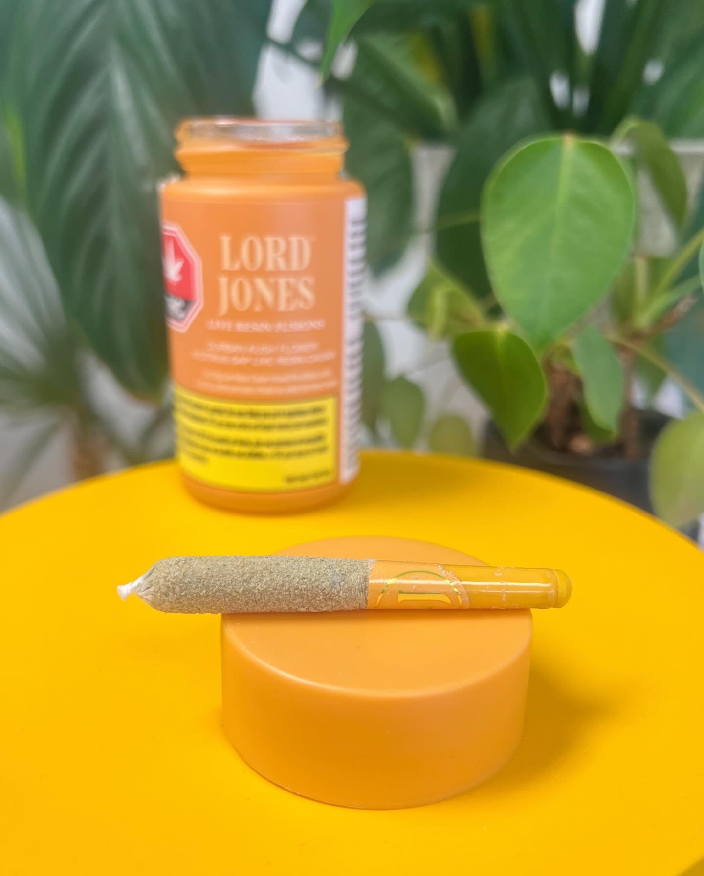Triple Pack. Durban K X Citrus Sap. @thelordjones