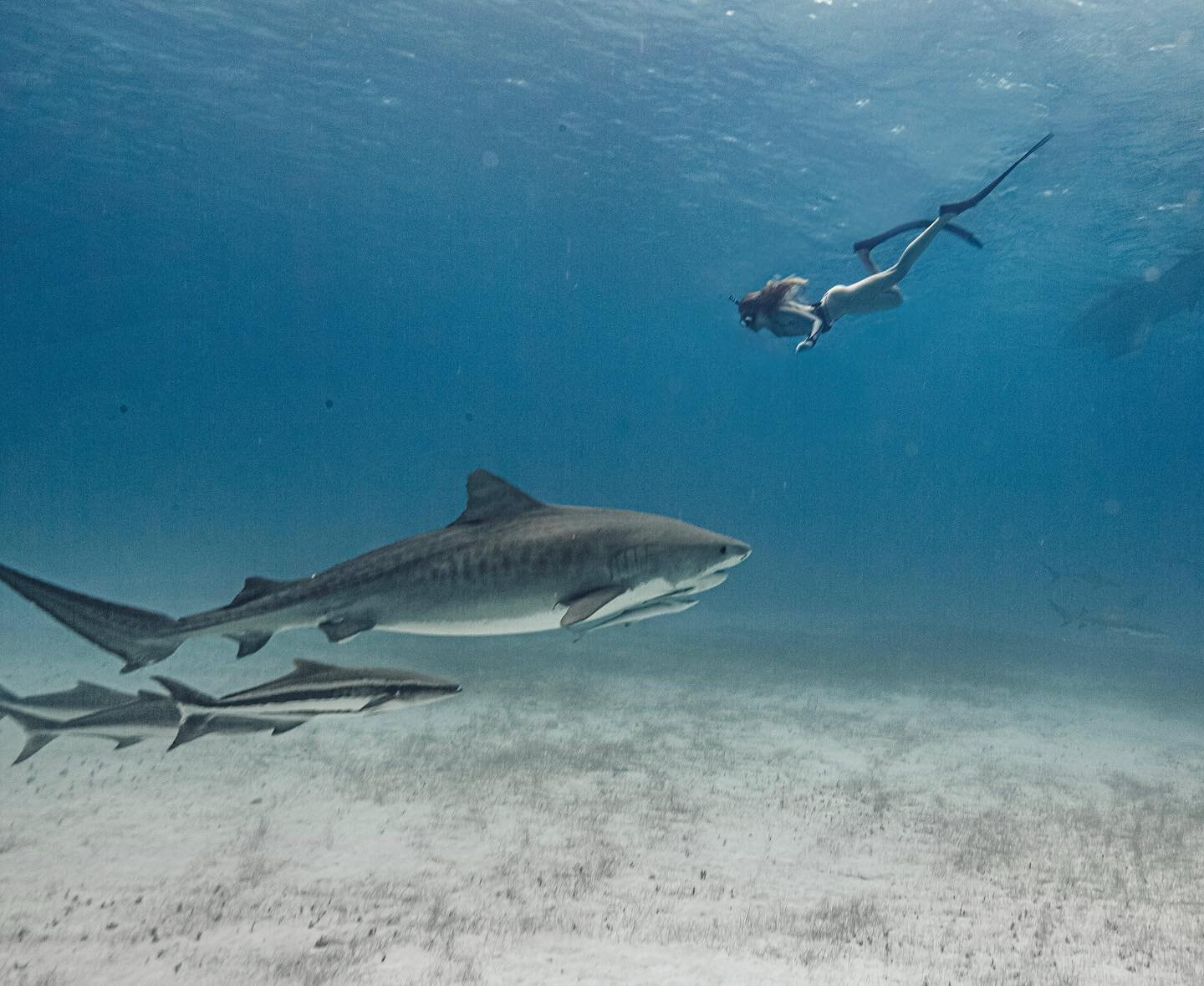 Freediving with a wild tiger shark absolutely brings up fear &hellip; survival fear, fear I&rsquo;ve learned from movies/society, &amp; fear about my own abilities. BUT THEN, step-by-step, those fears crack away &amp; I am able to expand into literal