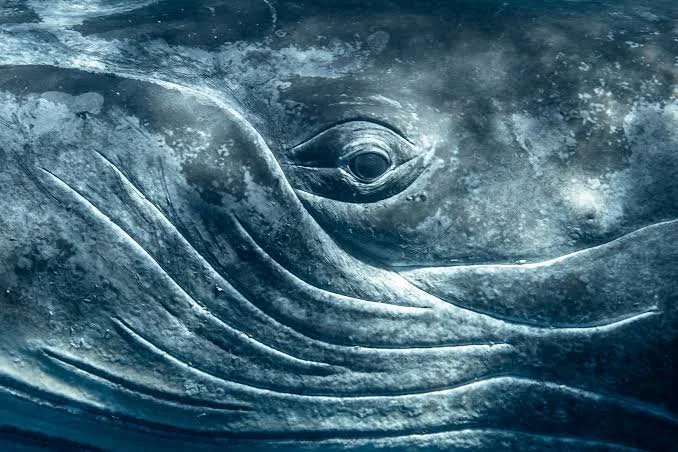 Imaginal Meditation // Ancestor Journey