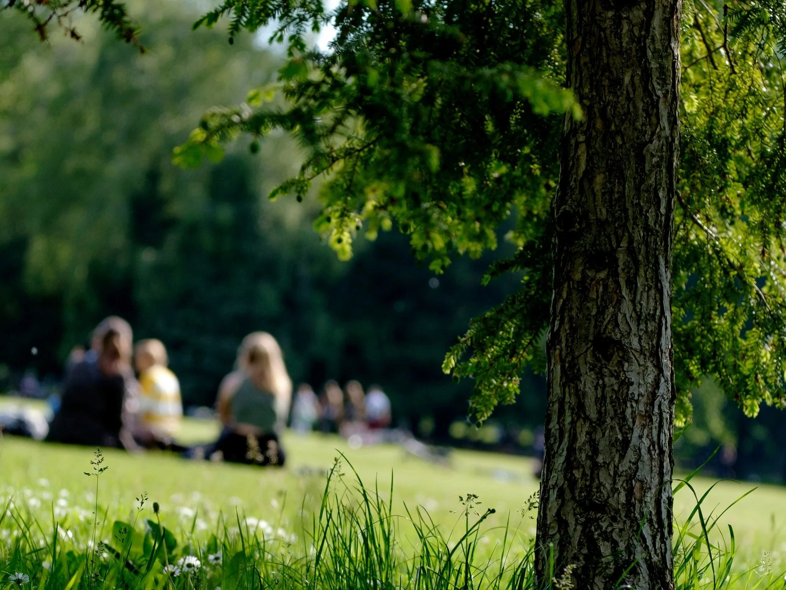 Parkwood Picnic & Info Meeting