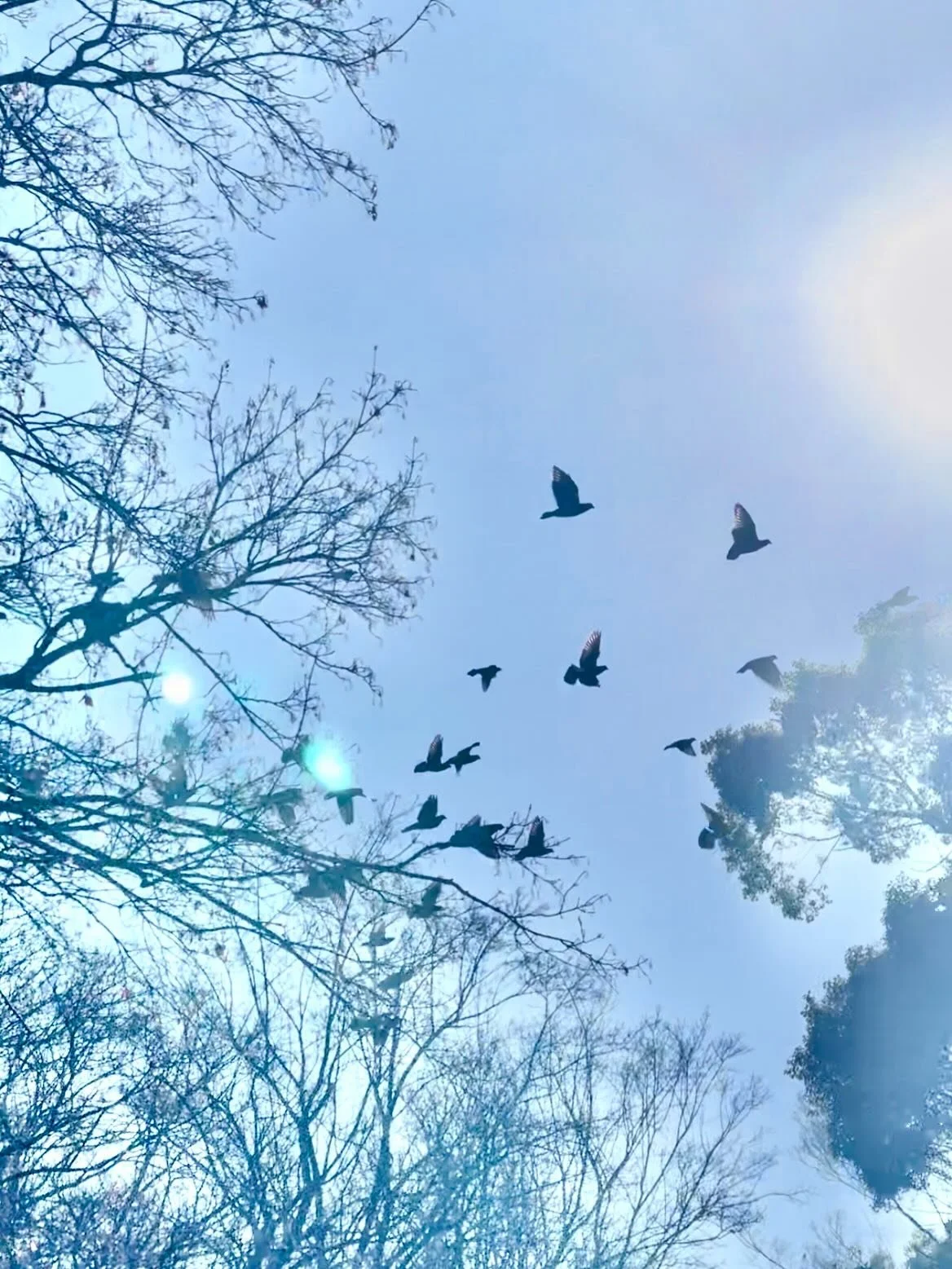 #lookup 🪽
Sketching, listening, ideating, pondering&hellip; 
how to paint WIND in 2026 

 　🍃🍂🌬️

Starting the journey of #ayakaWindoffreedom, now that I&rsquo;m done with #ayakariverwater 🏞️
#ayakaNihonga 
#ayakamusing日記

『風は思いのままに吹きます。
その音を聞いても