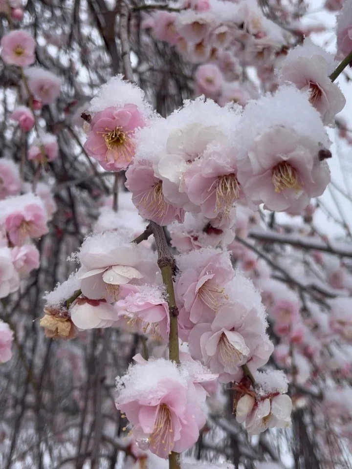 2/8/2026 ☃️❄️
Fluffy memories 

How the snow turns the ordinary streets into a winter wonderland&hellip; 
How it changes the view &amp; vibe completely 
How it piles up (so cute) 
How it creates new shapes &amp; patterns

Last photo: A dragon-like cl