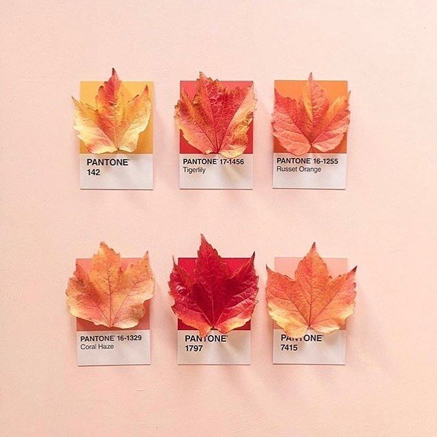 🏡 Neste Outono deixe-se inspirar pelas cores com que a Natureza nos rodeia! 
Tons simples que aquecem a sua casa! 🎨

#pantone #design #pantone2020 #decoração #decoracaodeinteriores #outono