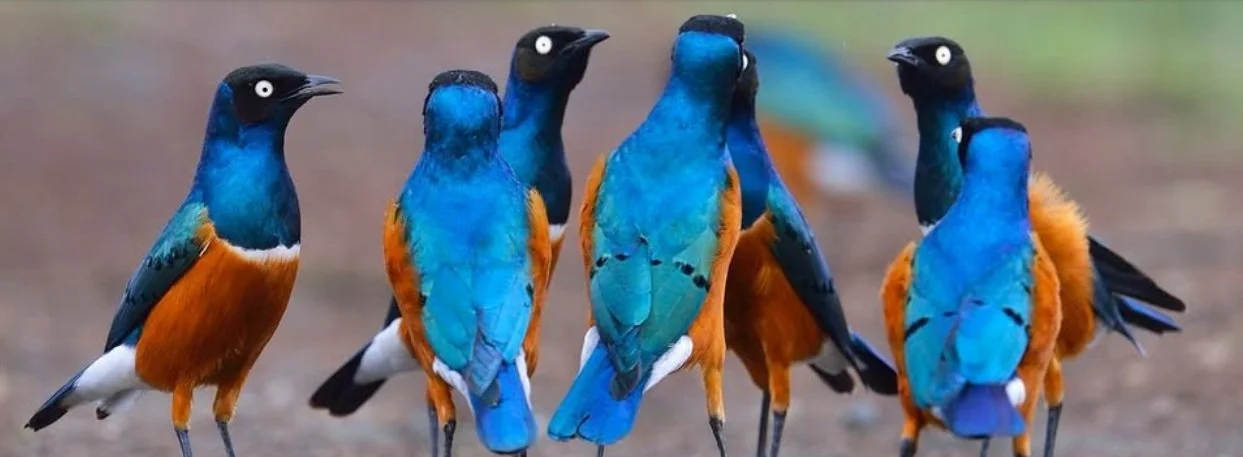 Constellations en groupe, conversations animalières et humaines.