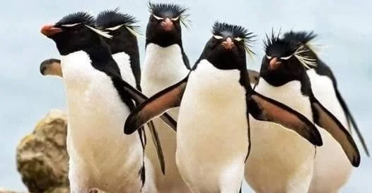 Constellations animales en groupe, conversations animalières