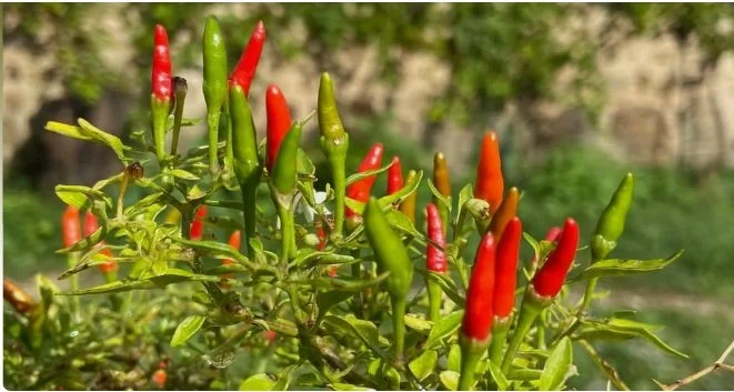 'Journée de Constellations familiales et systémiques.