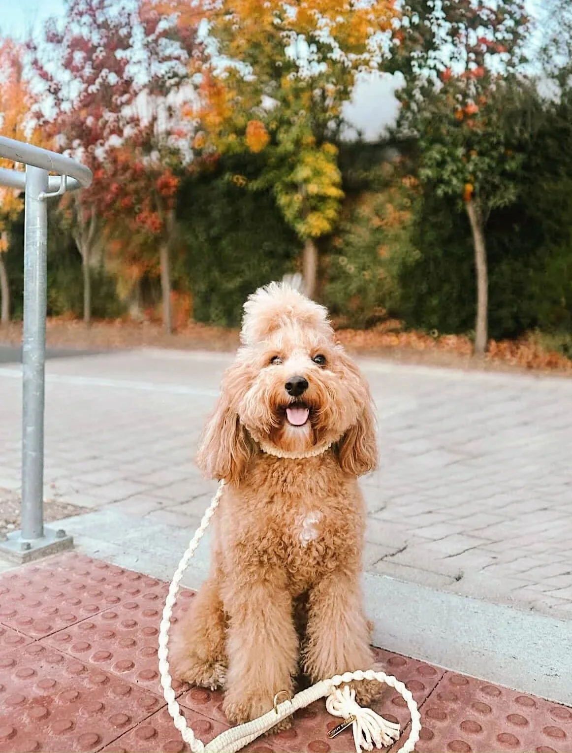 Macrame Dog Accessories Leash and Collar