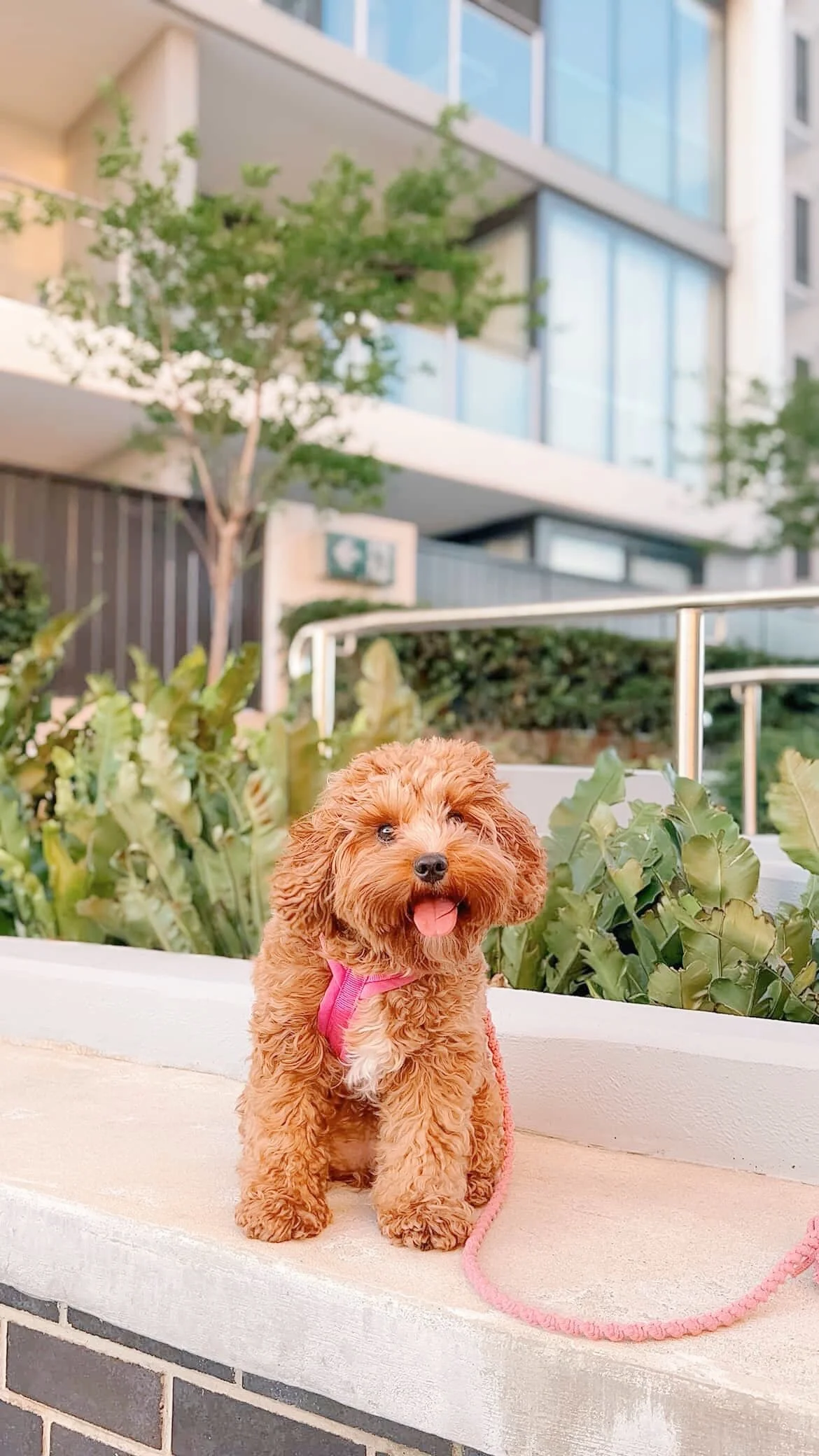 Macrame Dog Collar & Leash