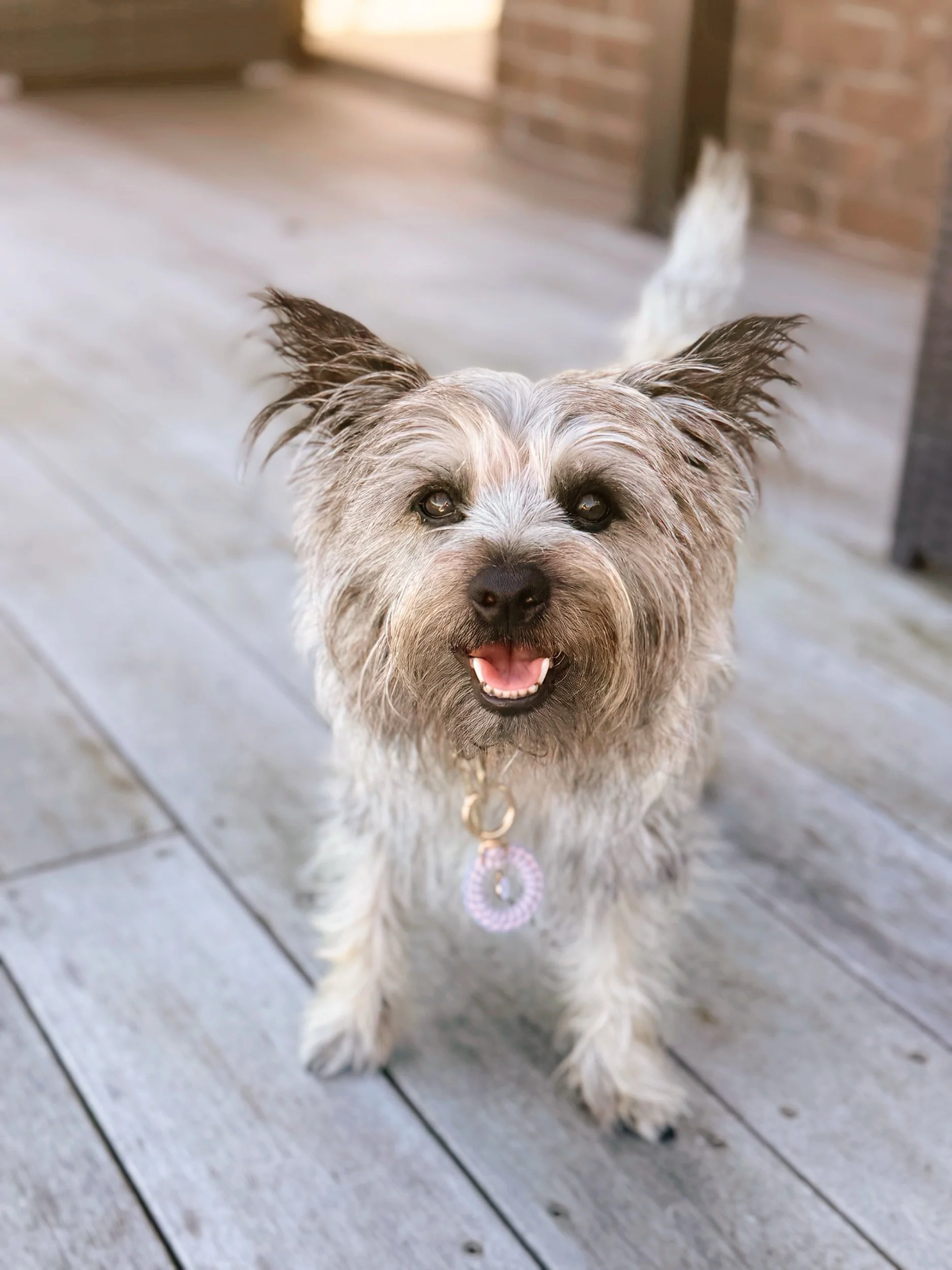 Macrame Initial Dog Letter Tag