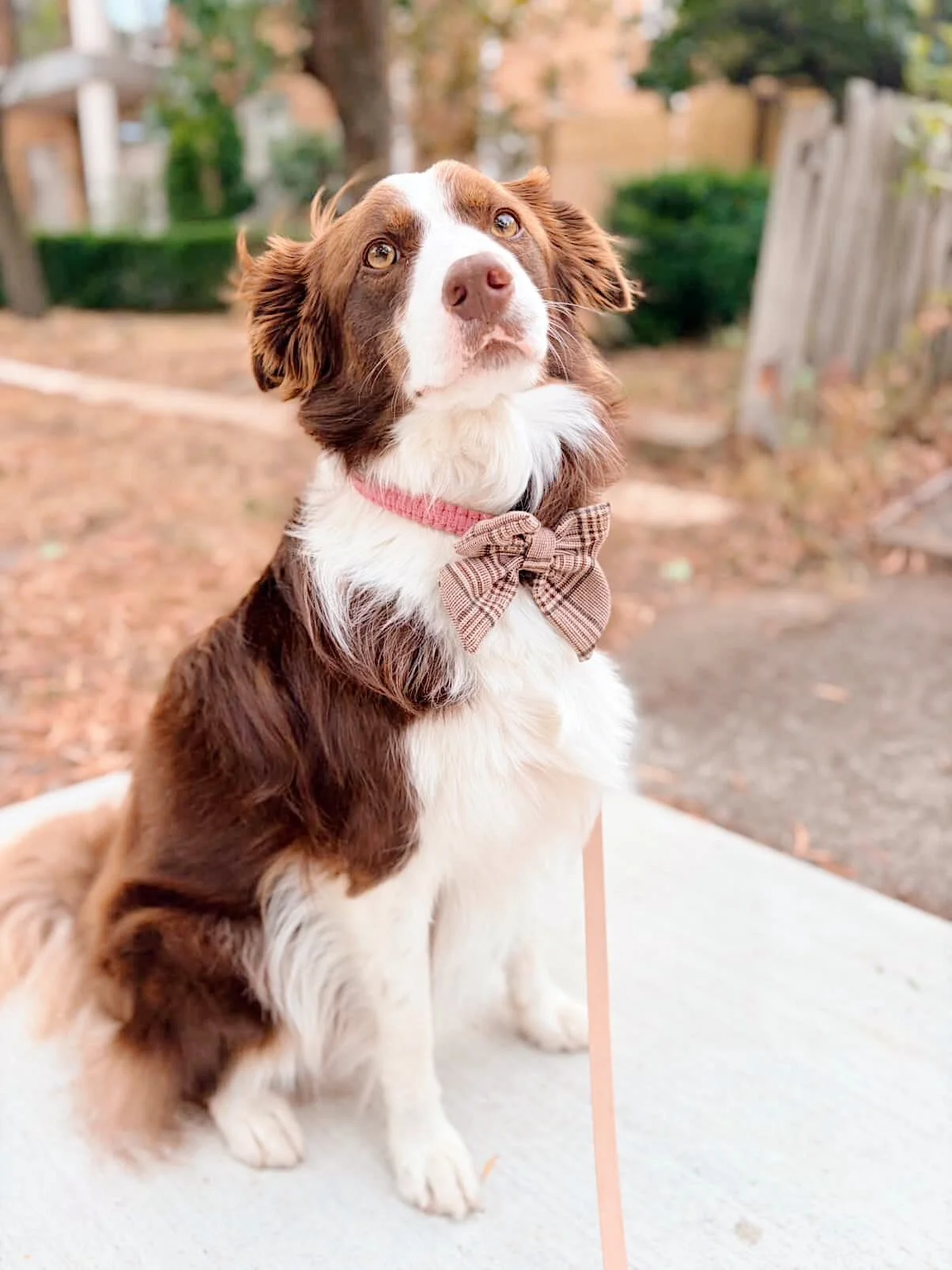 Macrame Dog Accessories Leash and Collar
