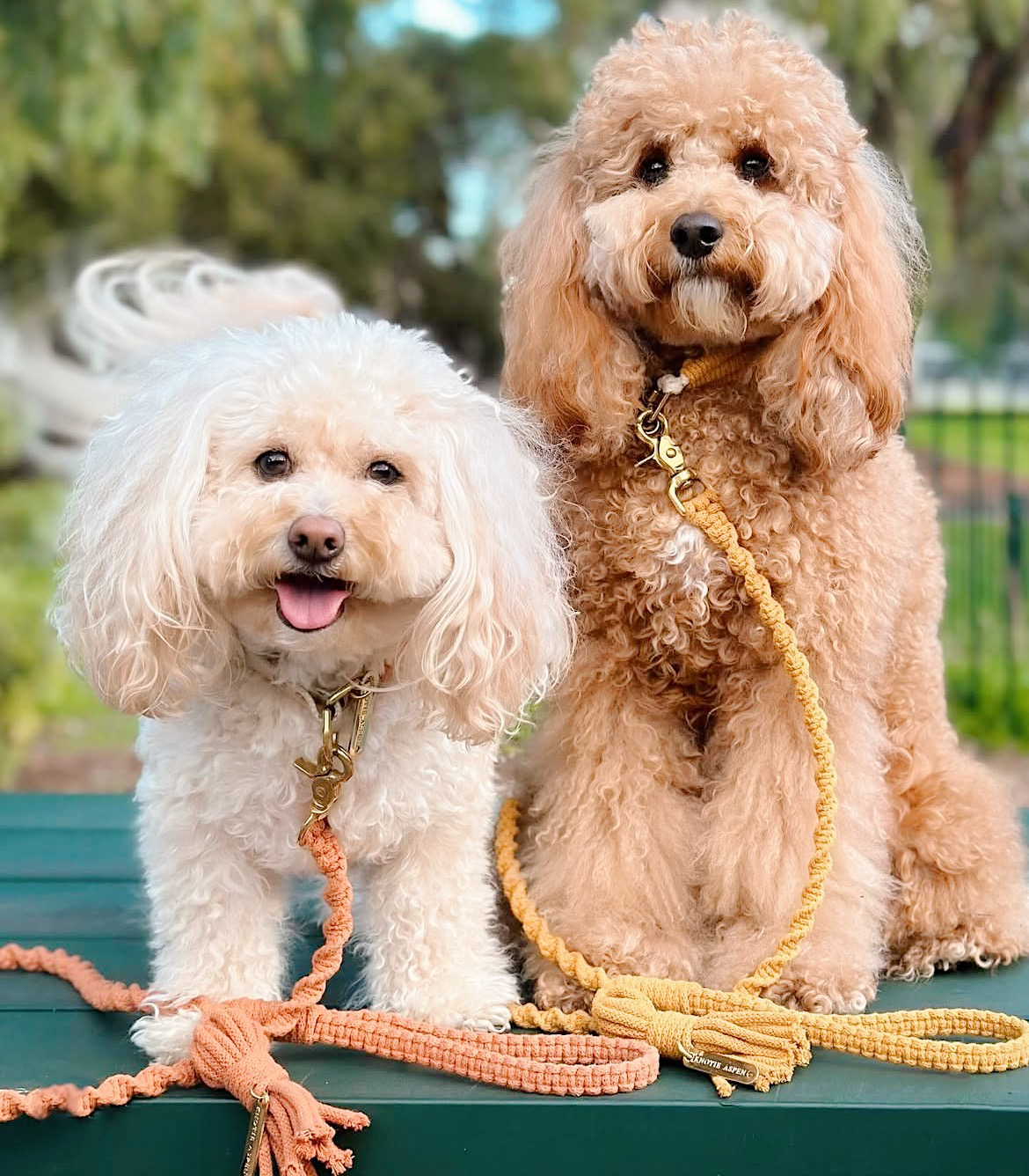 Macrame Adjustable Dog Collars & Leash