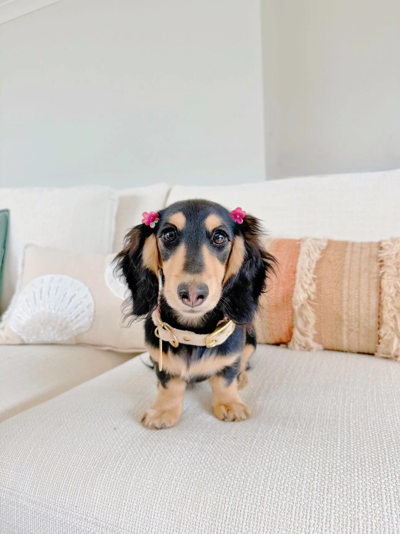 Macrame Adjustable Dog Collar