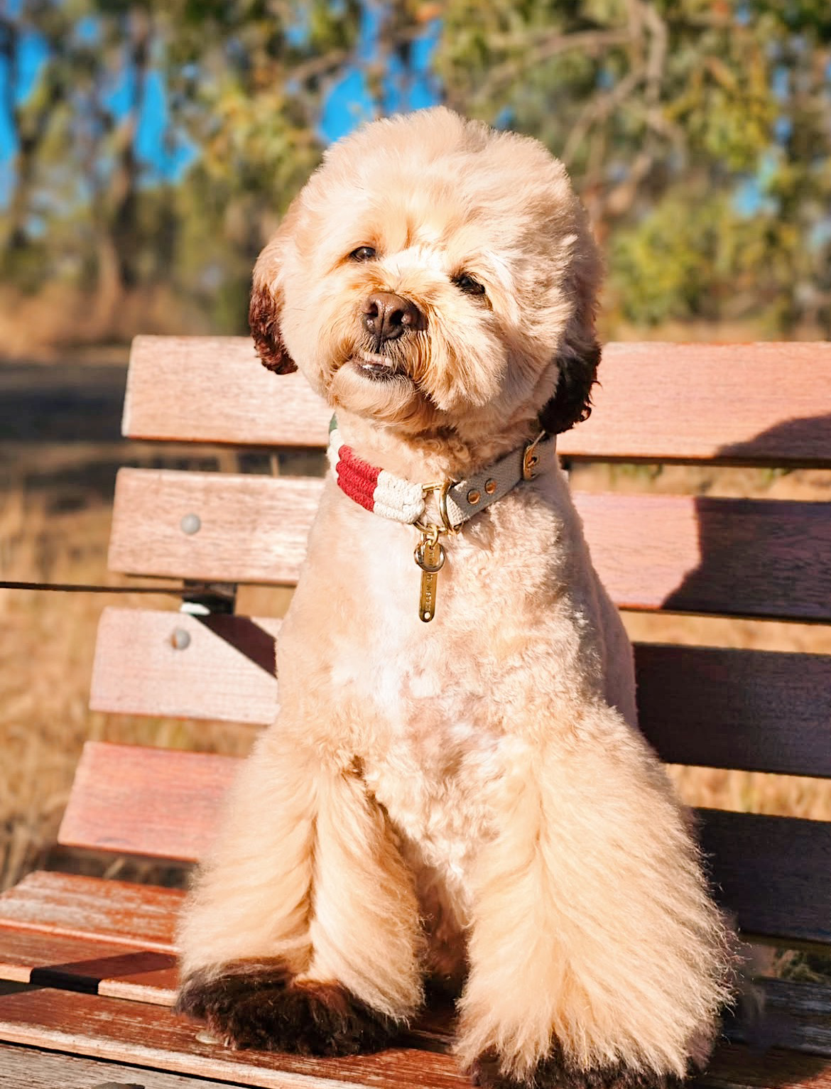 Macrame Adjustable Dog Collar