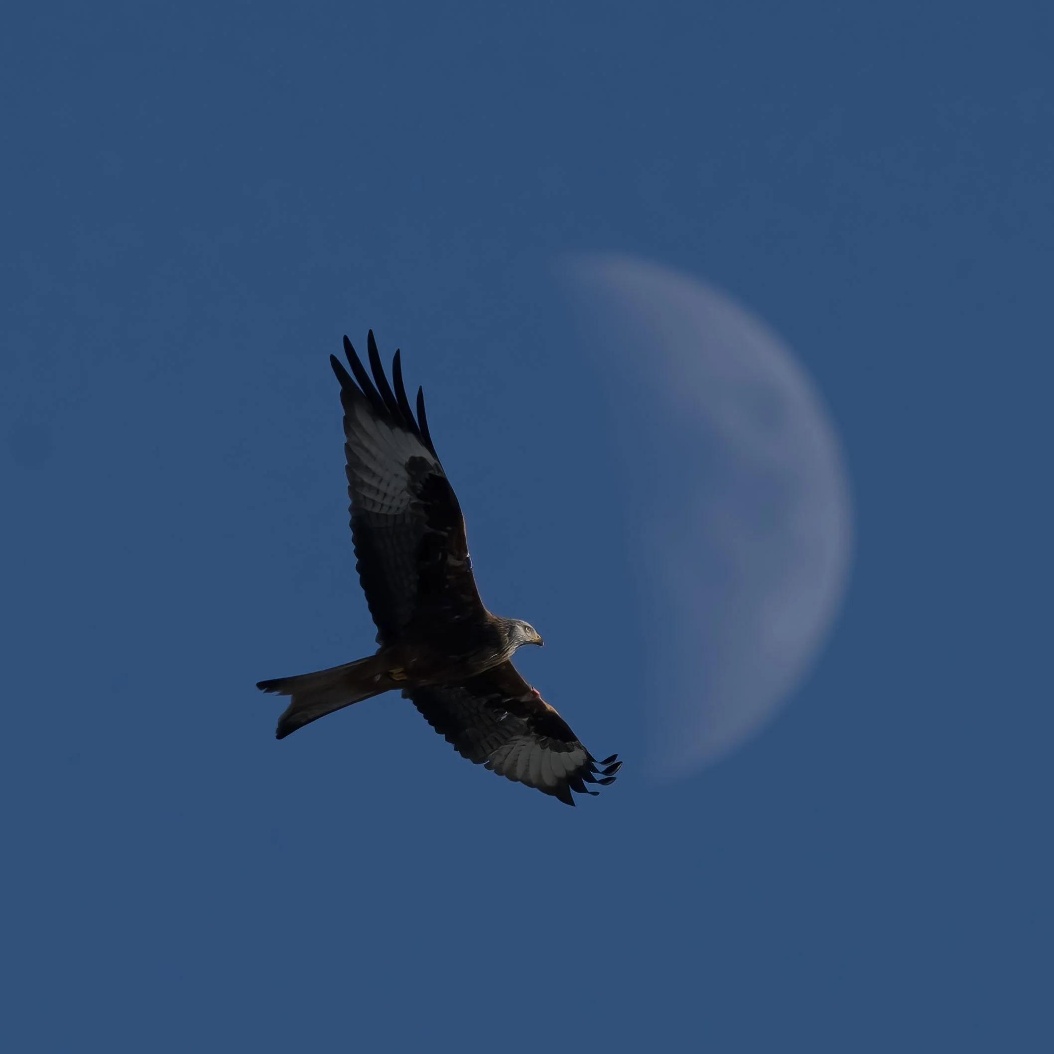 Red Kite - Lynn Bowser, Argaty Red Kites